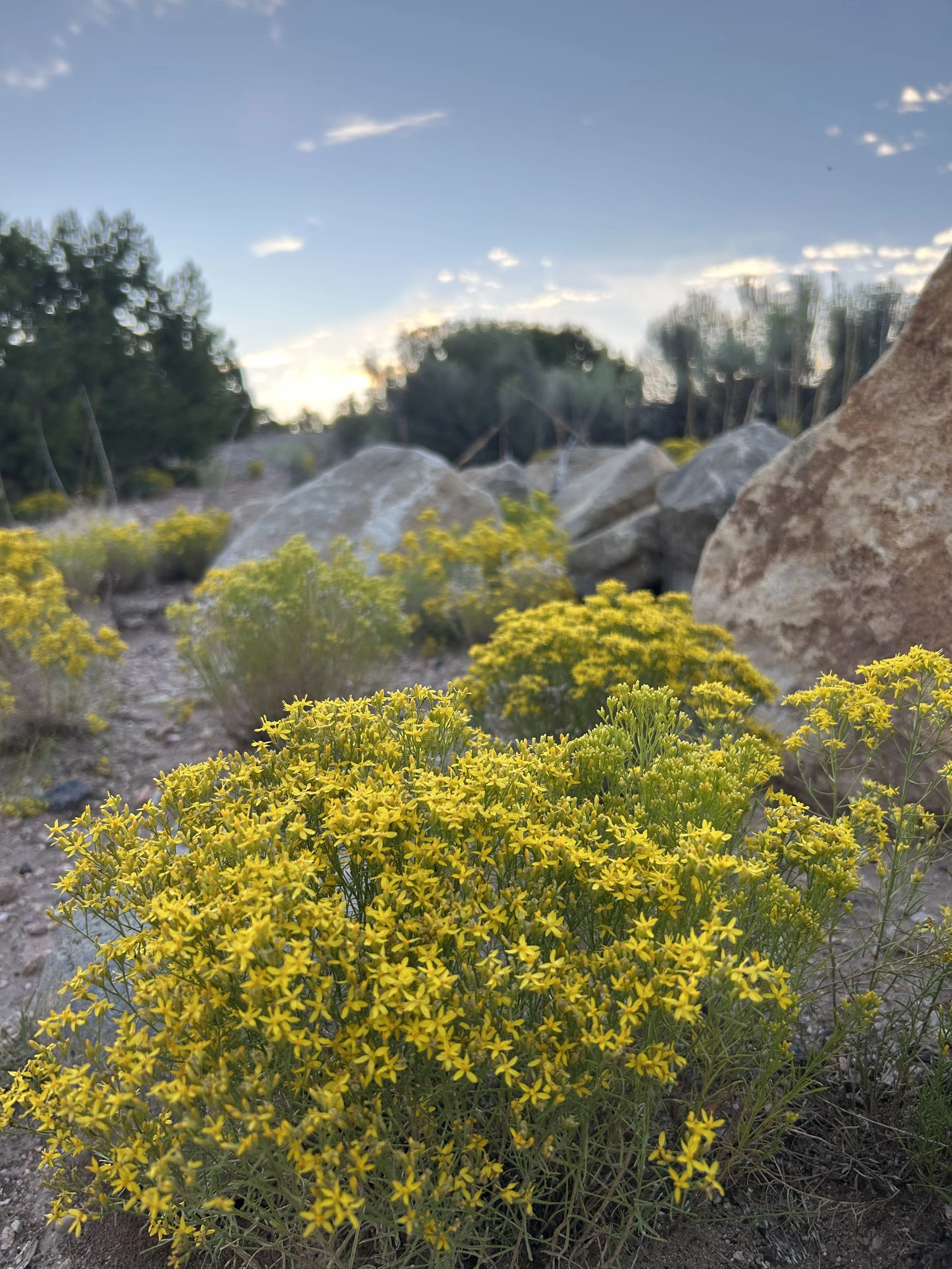 wildflowers in Santa Fe