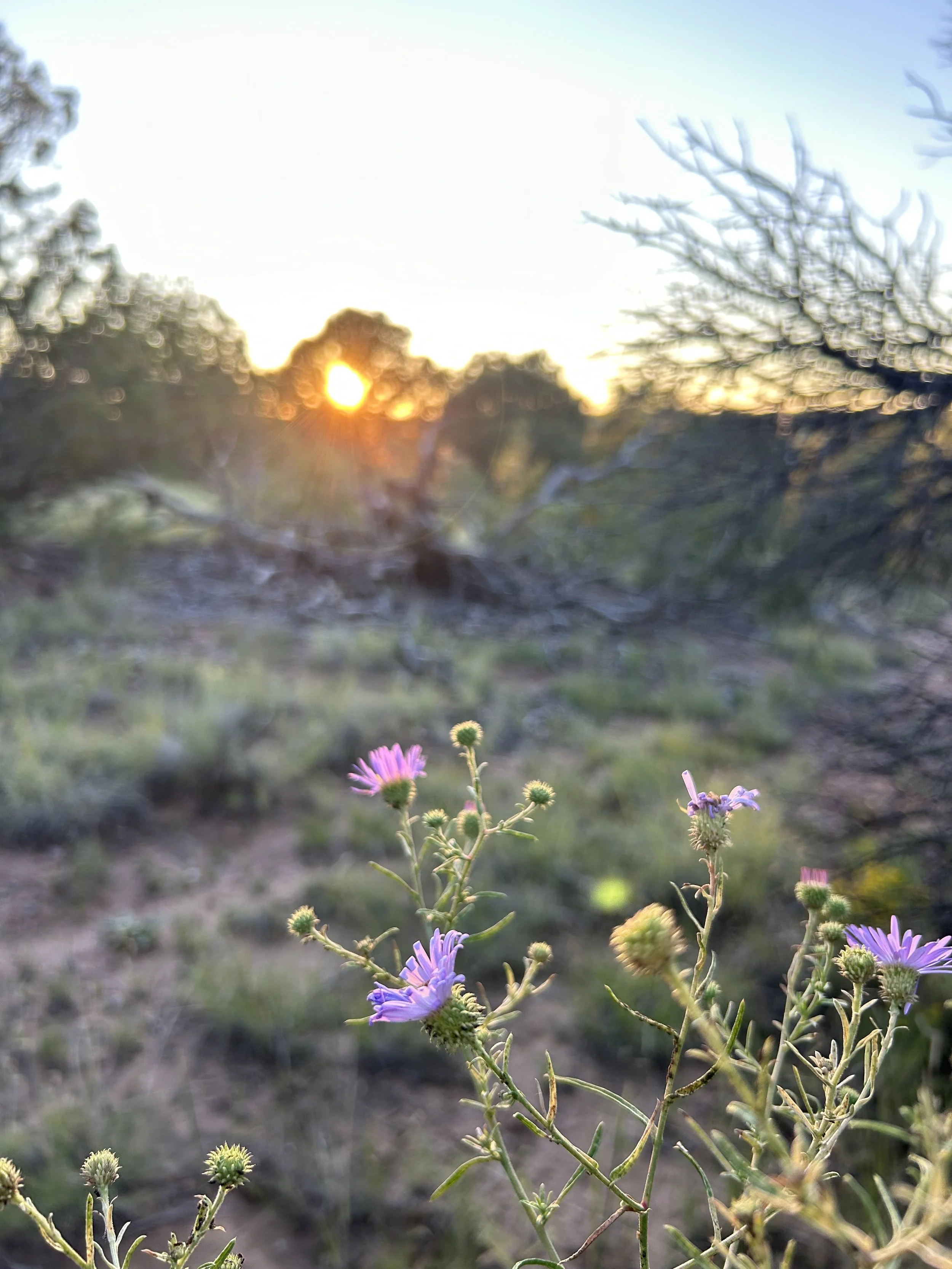 thistle and sunset in Santa Fe, NM