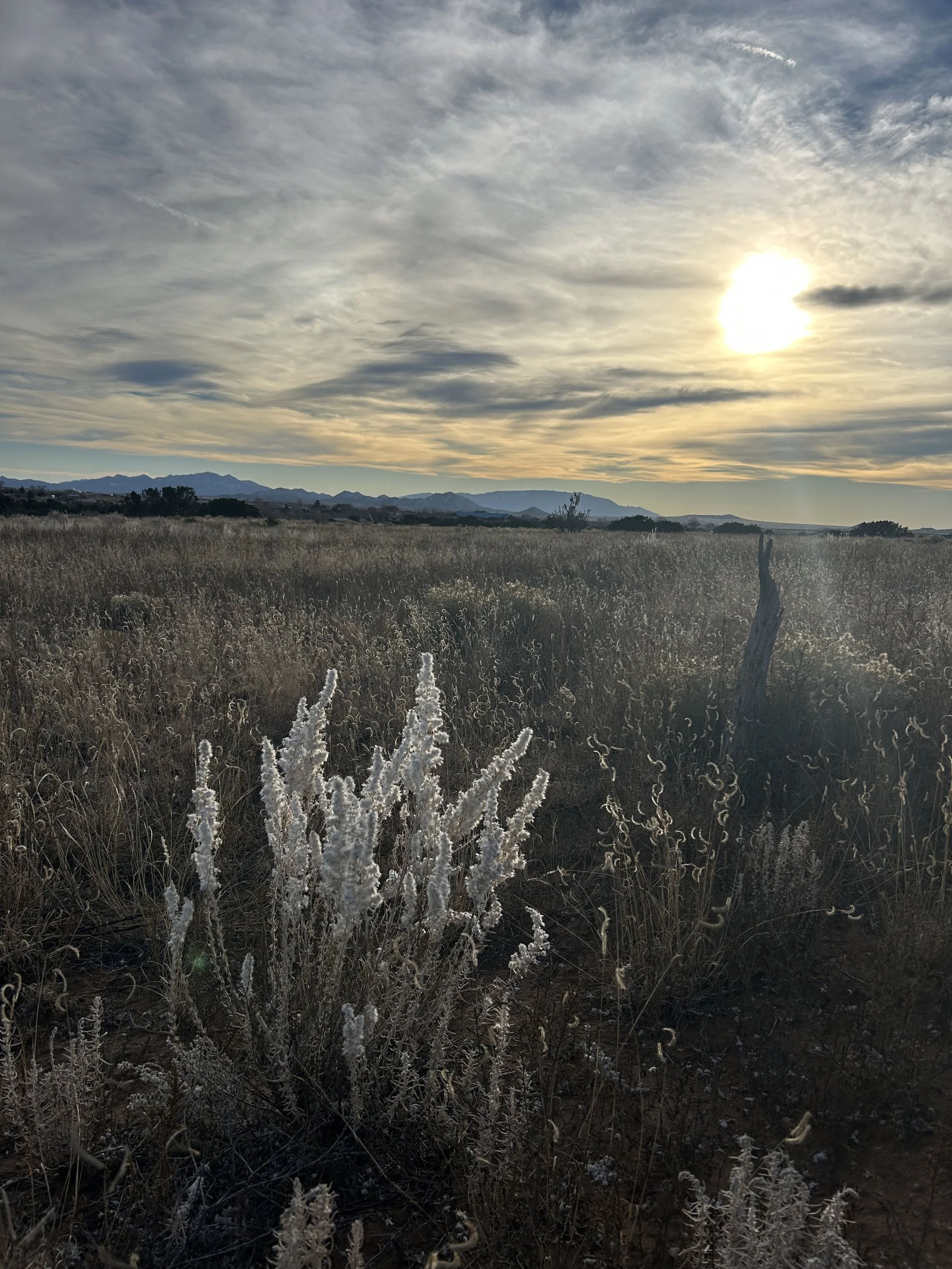 wildflowers and sunset in Santa Fe, NM