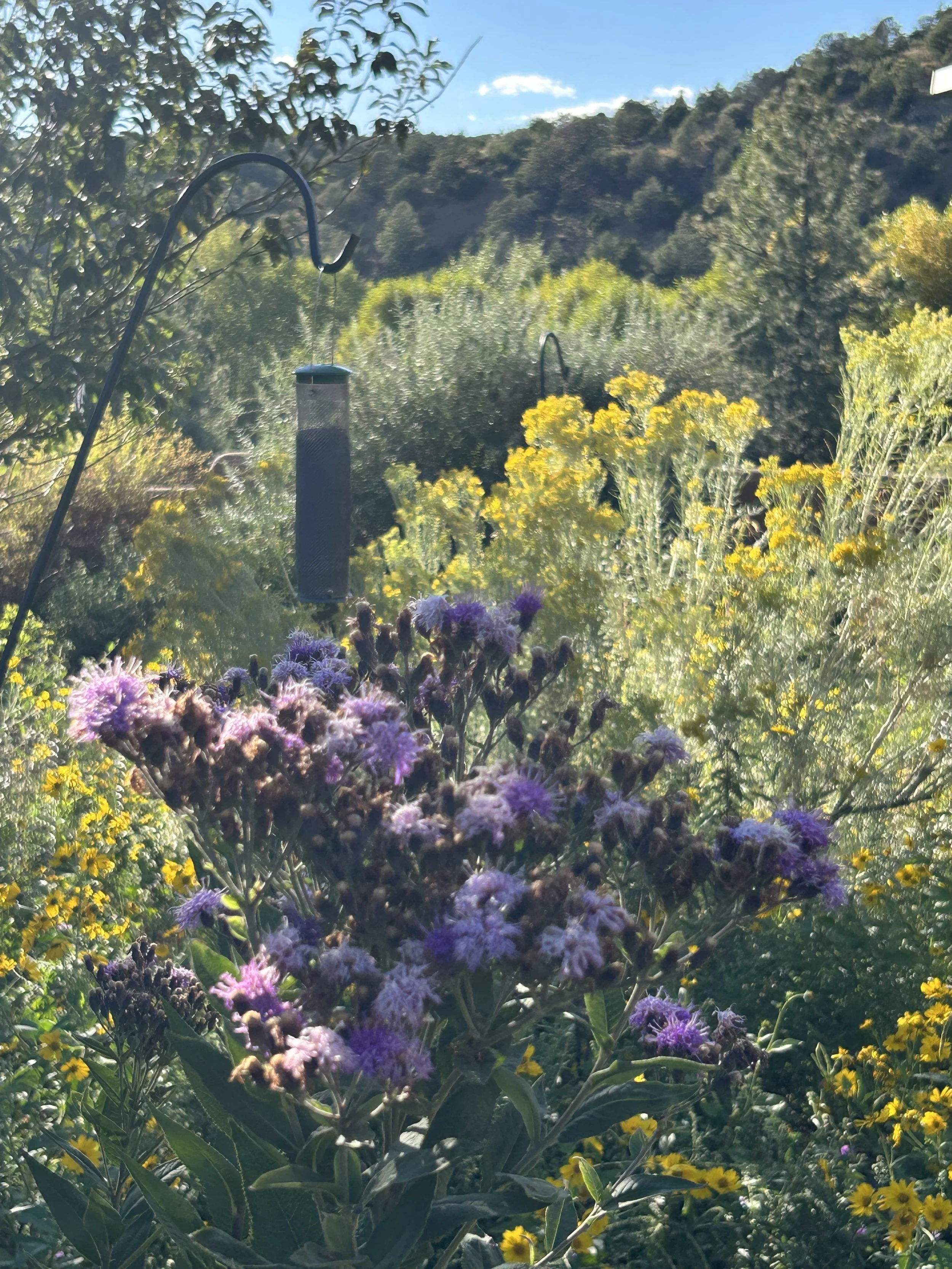 purple wildflowers and a bird feeder in Santa Fe
