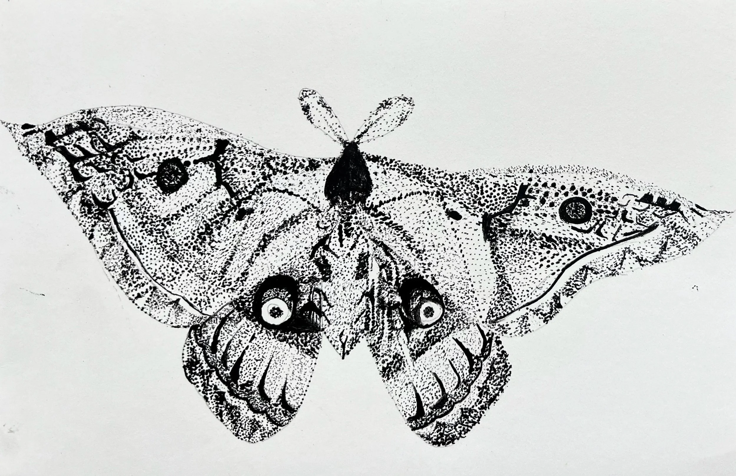 Stippled+Butterfly%2C+2022.jpg