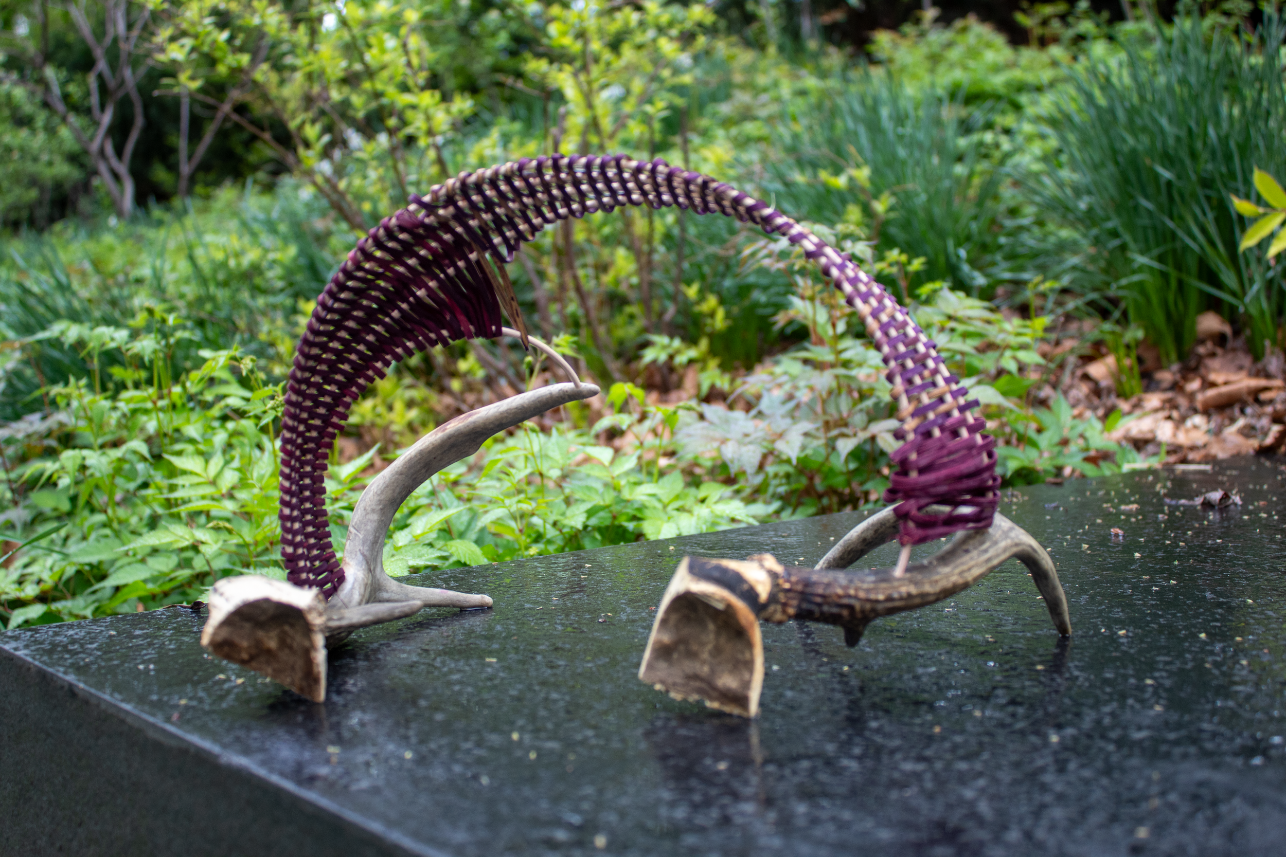 “Two Antlers in Love”, 2026, 11" x 9" x 8"  antlers, and reed (dyed and undyed) 