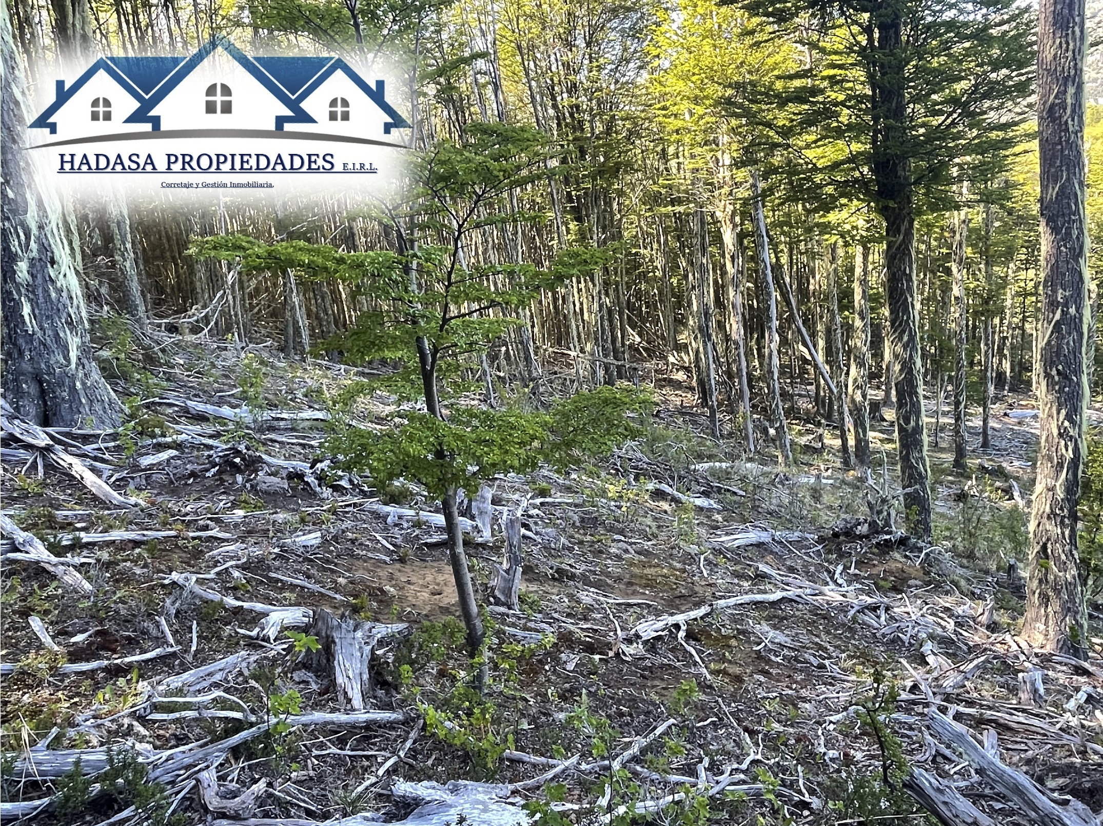 Captura de pantalla 2025-11-27 a la(s) 11.22.35 a.m..png