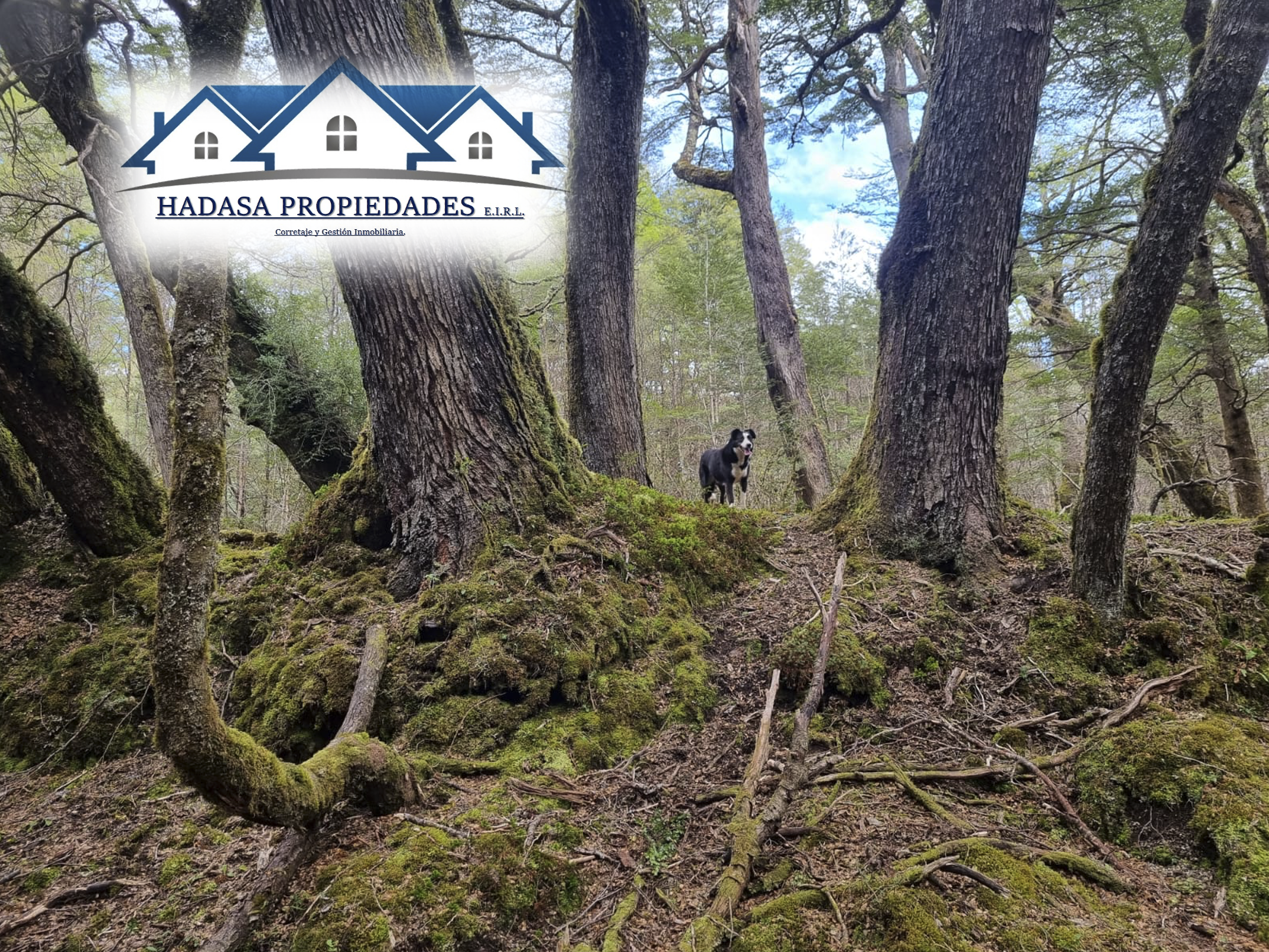 Captura de pantalla 2025-11-27 a la(s) 4.36.48 p.m..png