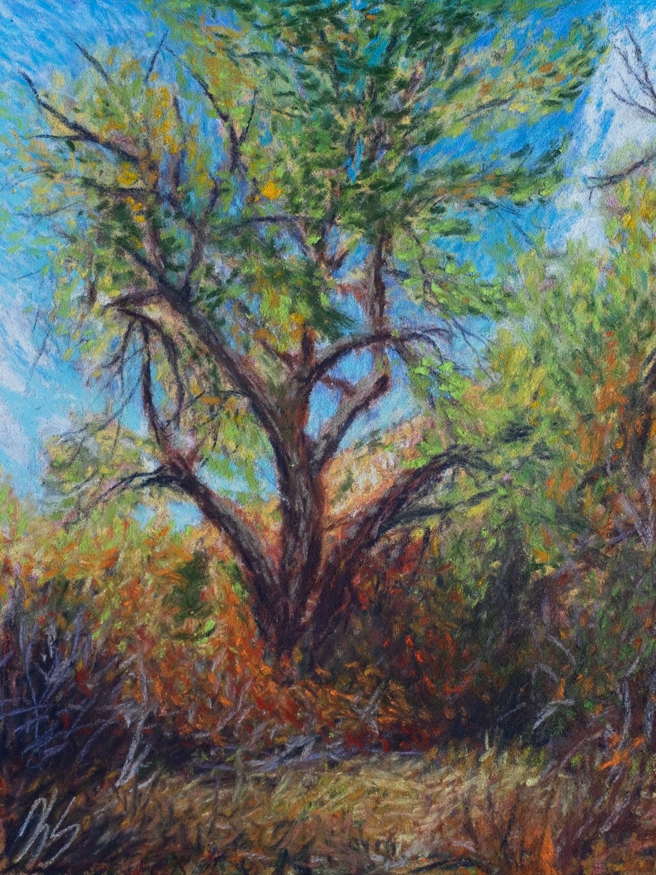 Golden Eldest of Chimney Gulch - 8x10 - Private Collection