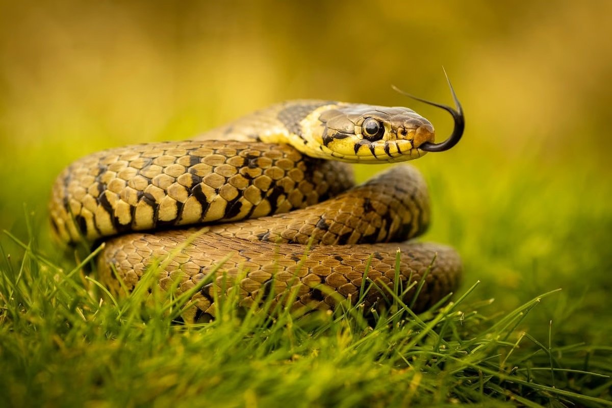 shutterstock_2311286833 4.jpeg