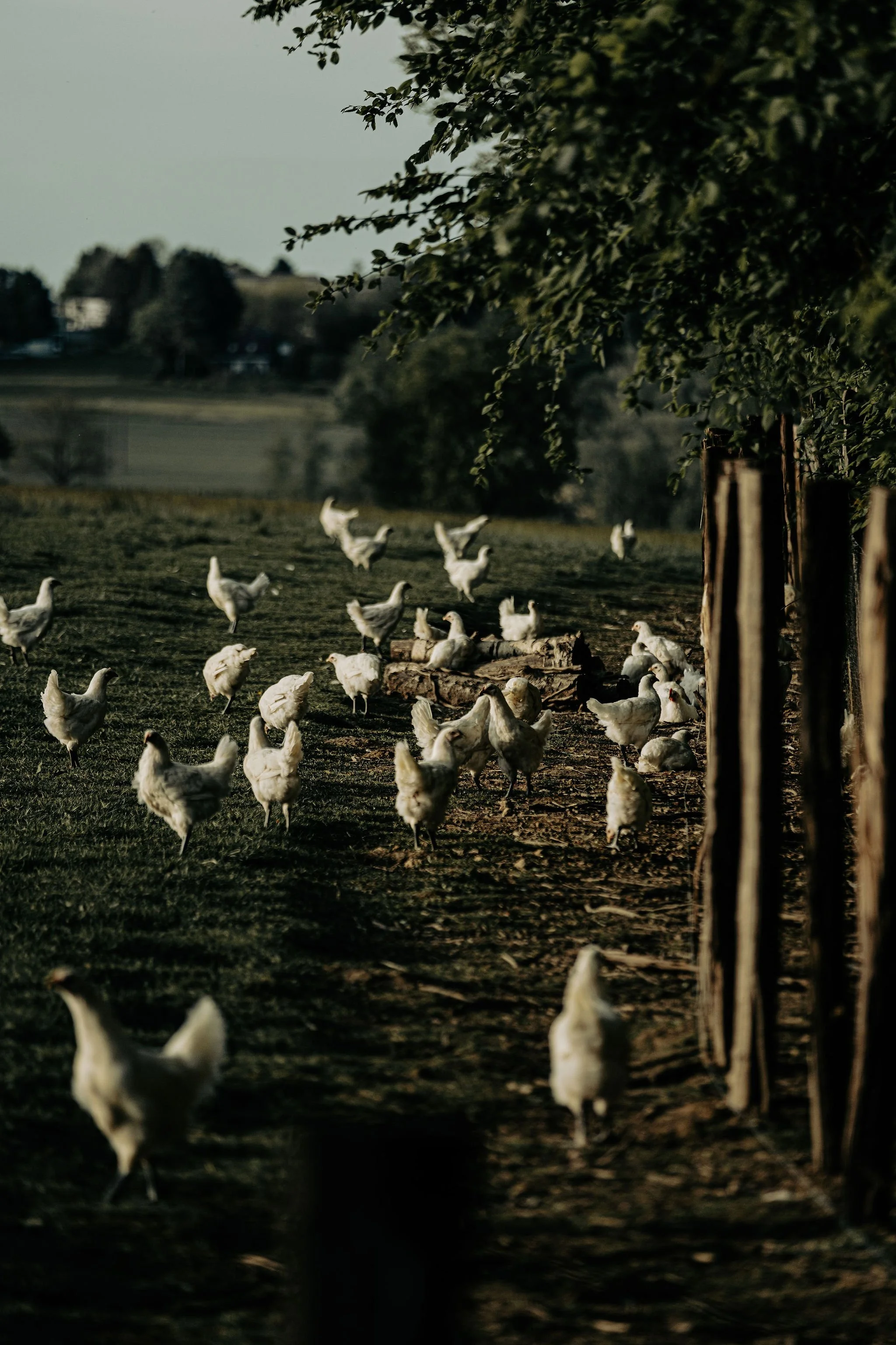 Tijdens zonsondergang lopen kippen langs een houten hek op een boerderij.