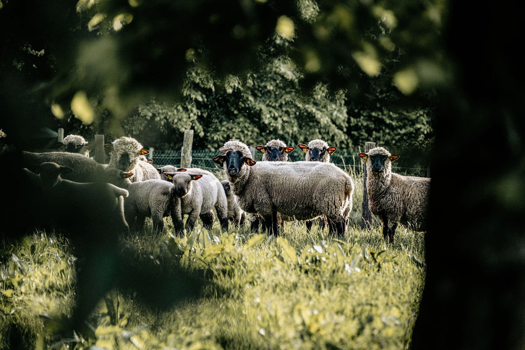 Groep schapen op een groene velden, gefocust op de camera, omringd door bomen en een hek in de achtergrond.