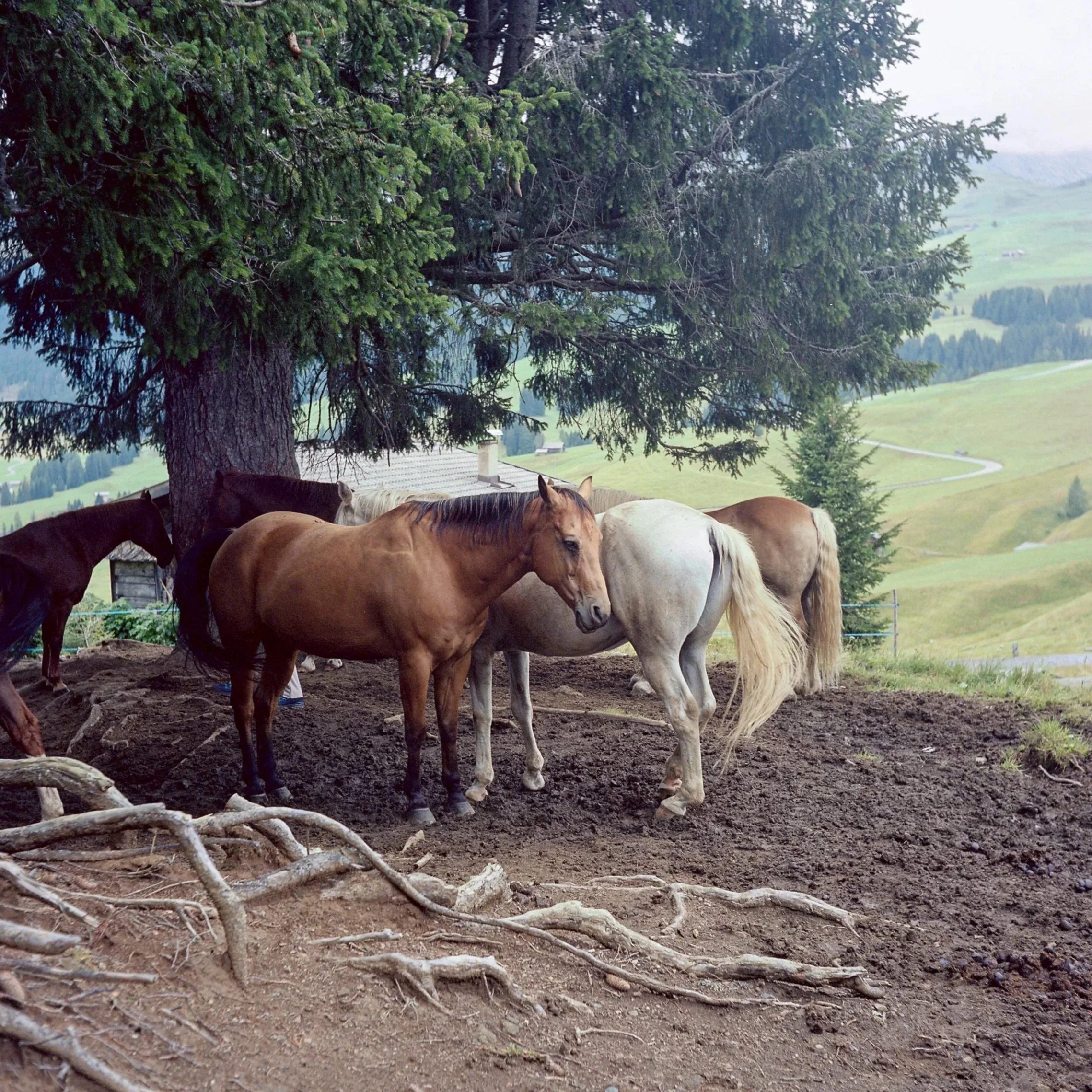 120mm Colour, Dolomites
