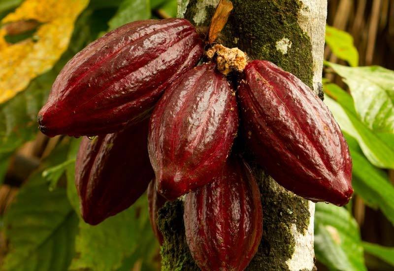 Organic Asháninka Cacao
