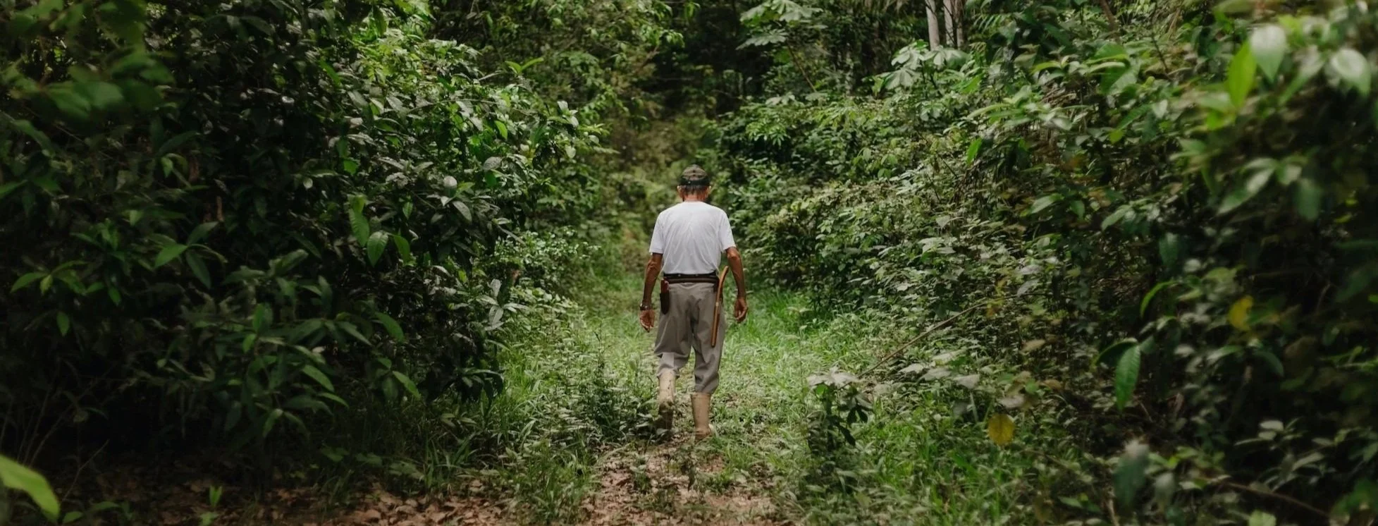 Man walking through the Amazon jungle