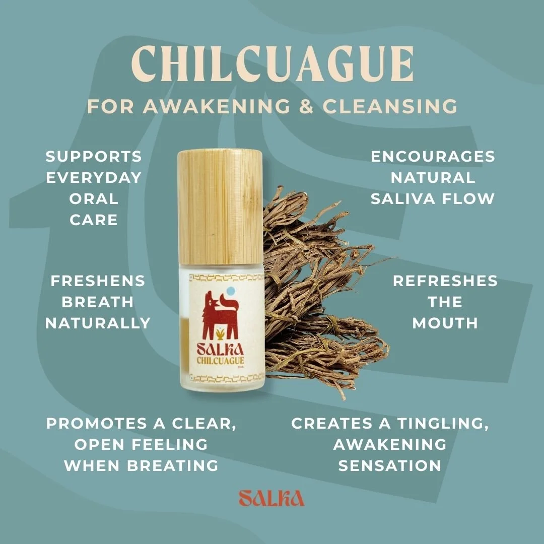 Graphic containing Chilcuague benefits such as immunity and cleansing