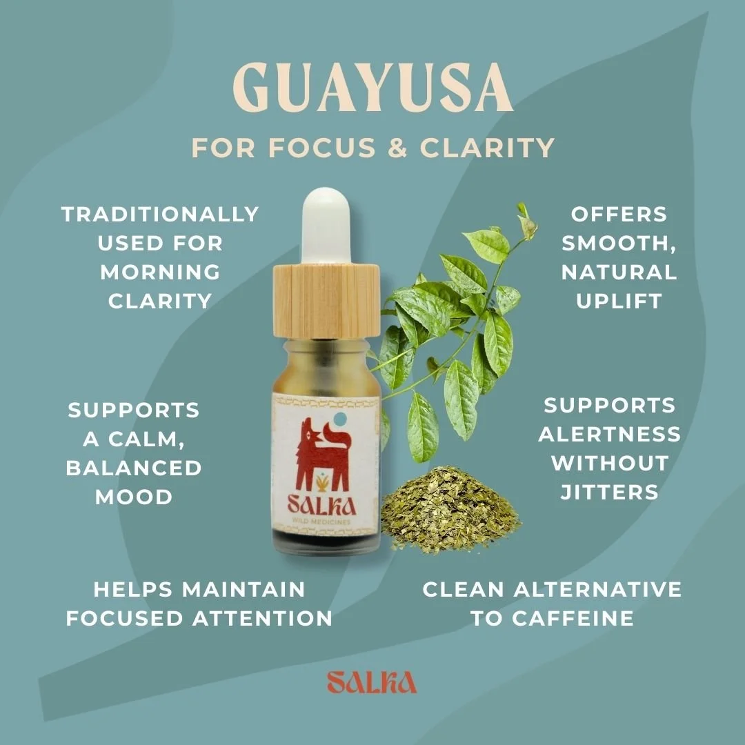 Graphic containing Guayusa benefits such as focus and clarity
