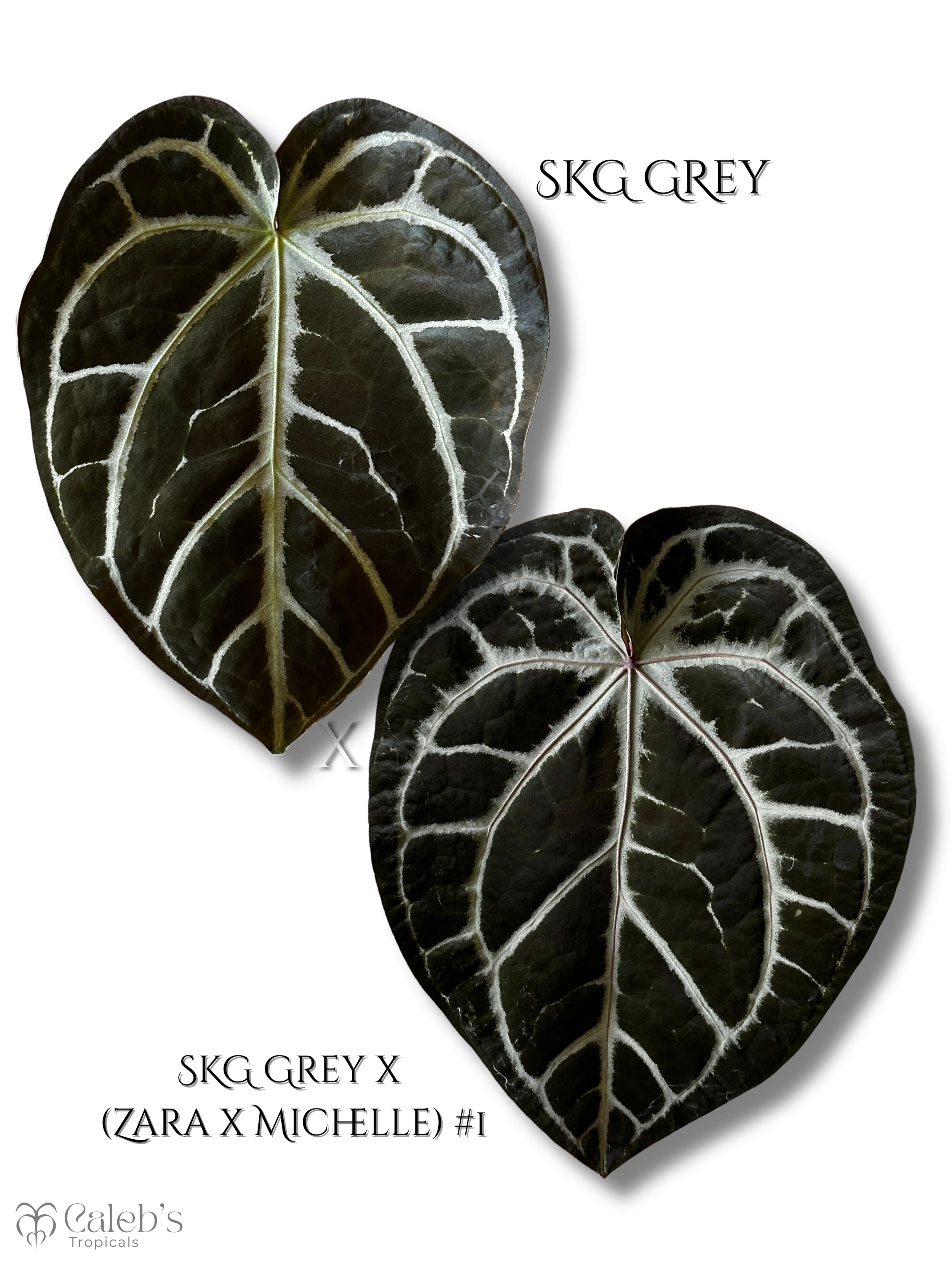 Copy of Copy of Copy of Copy of Copy of Copy of Copy of Copy of Forgetii x SBM (3000 x 4000 px) (1080 x 1080 px)-3.png