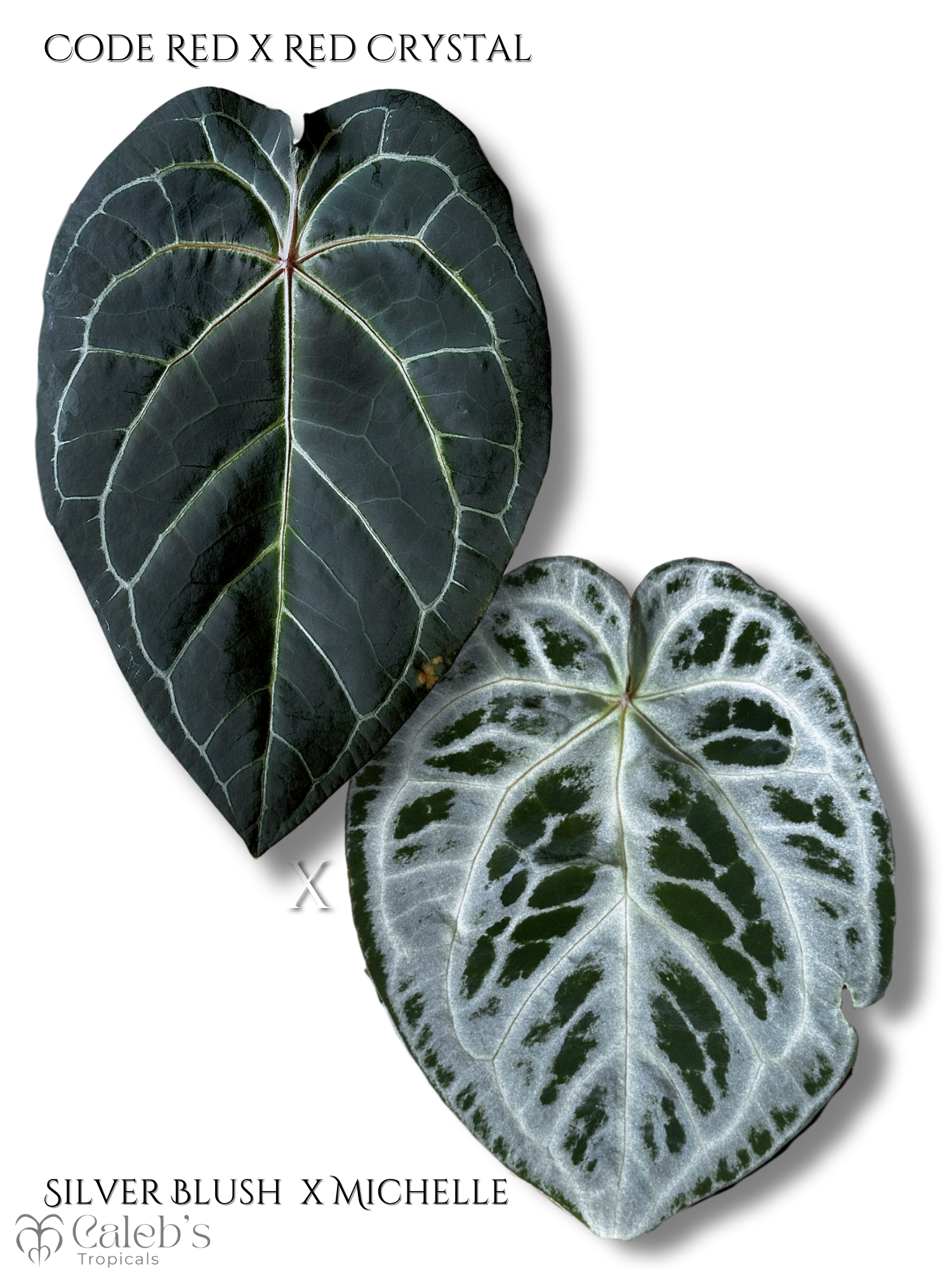 Copy of Forgetii x SBM (6 x 8 in).png