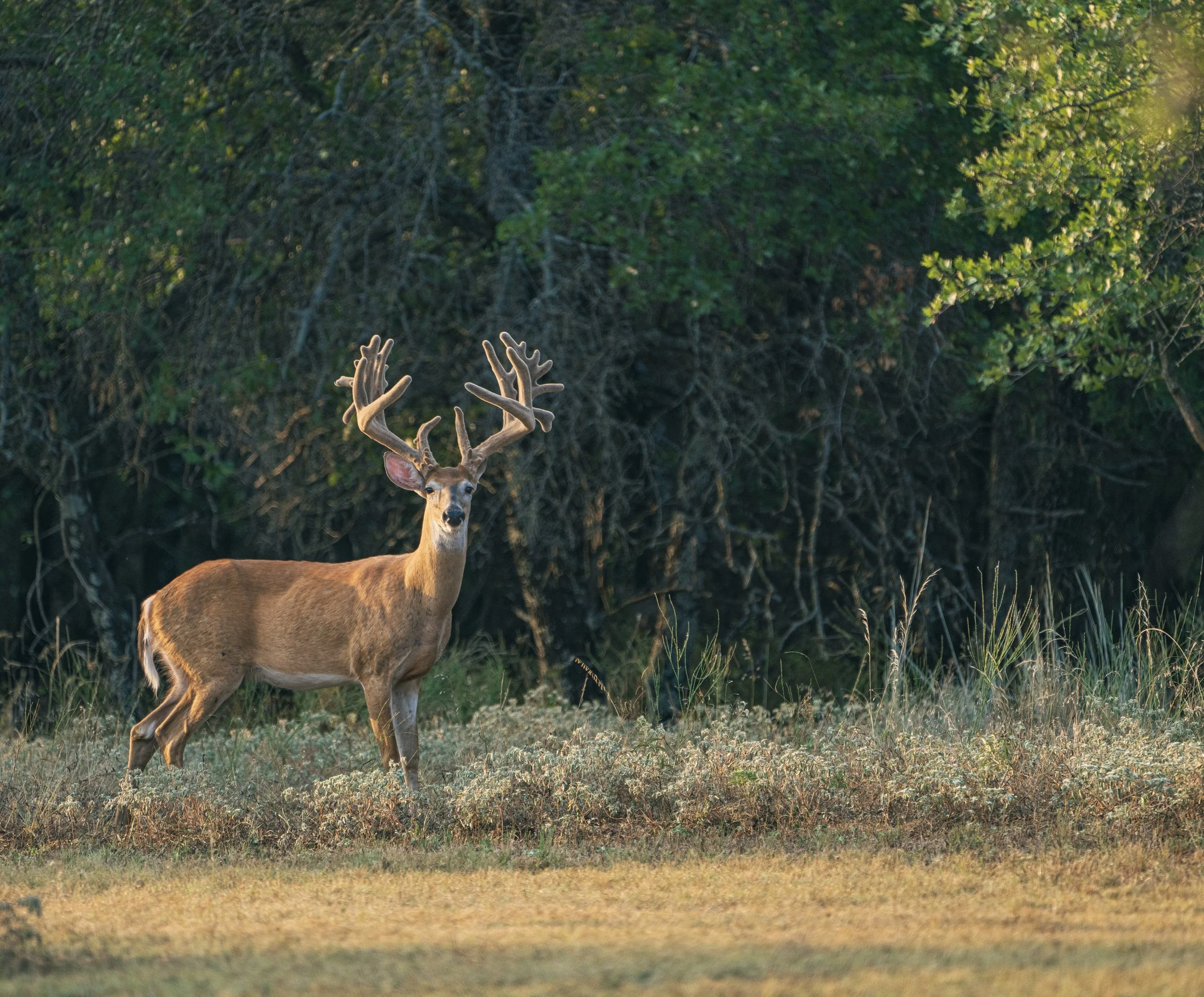 HB Hunting Ranch