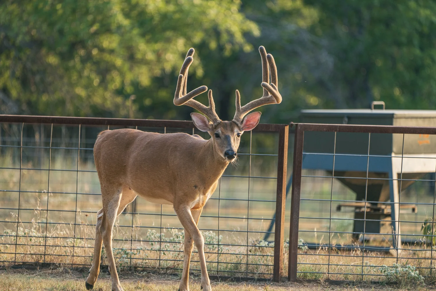 Texas Deer Hunts — HB Hunting Ranch Main