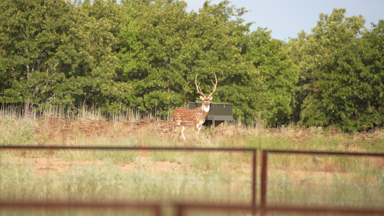 HB Hunting Ranch