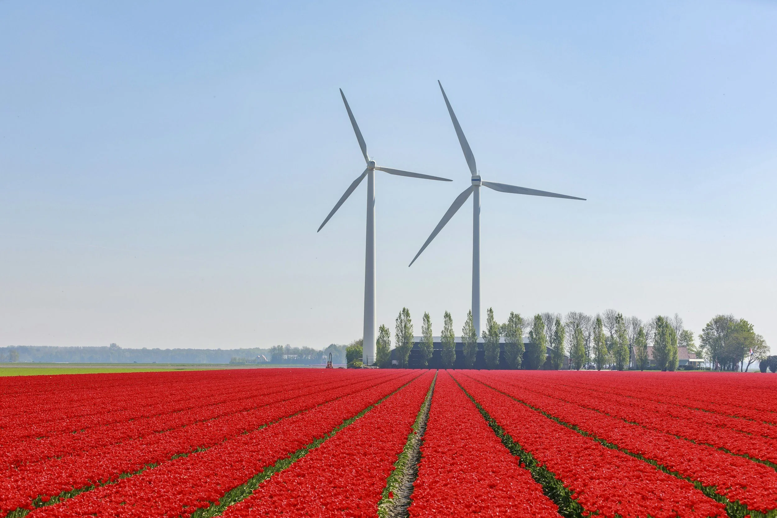 A field of red flowers with two large white wind turbines in the background under a clear blue sky.
