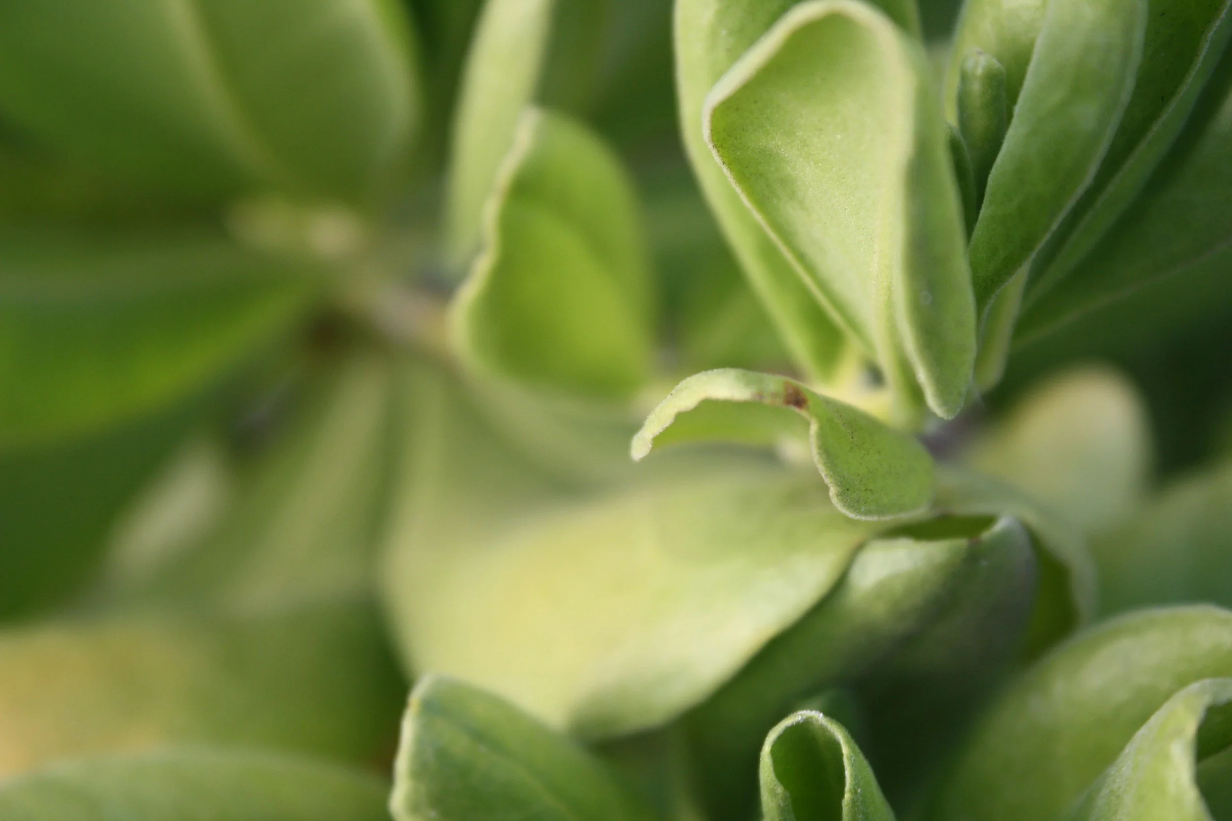 Close-up of green succulent leaves with soft focus on edges.