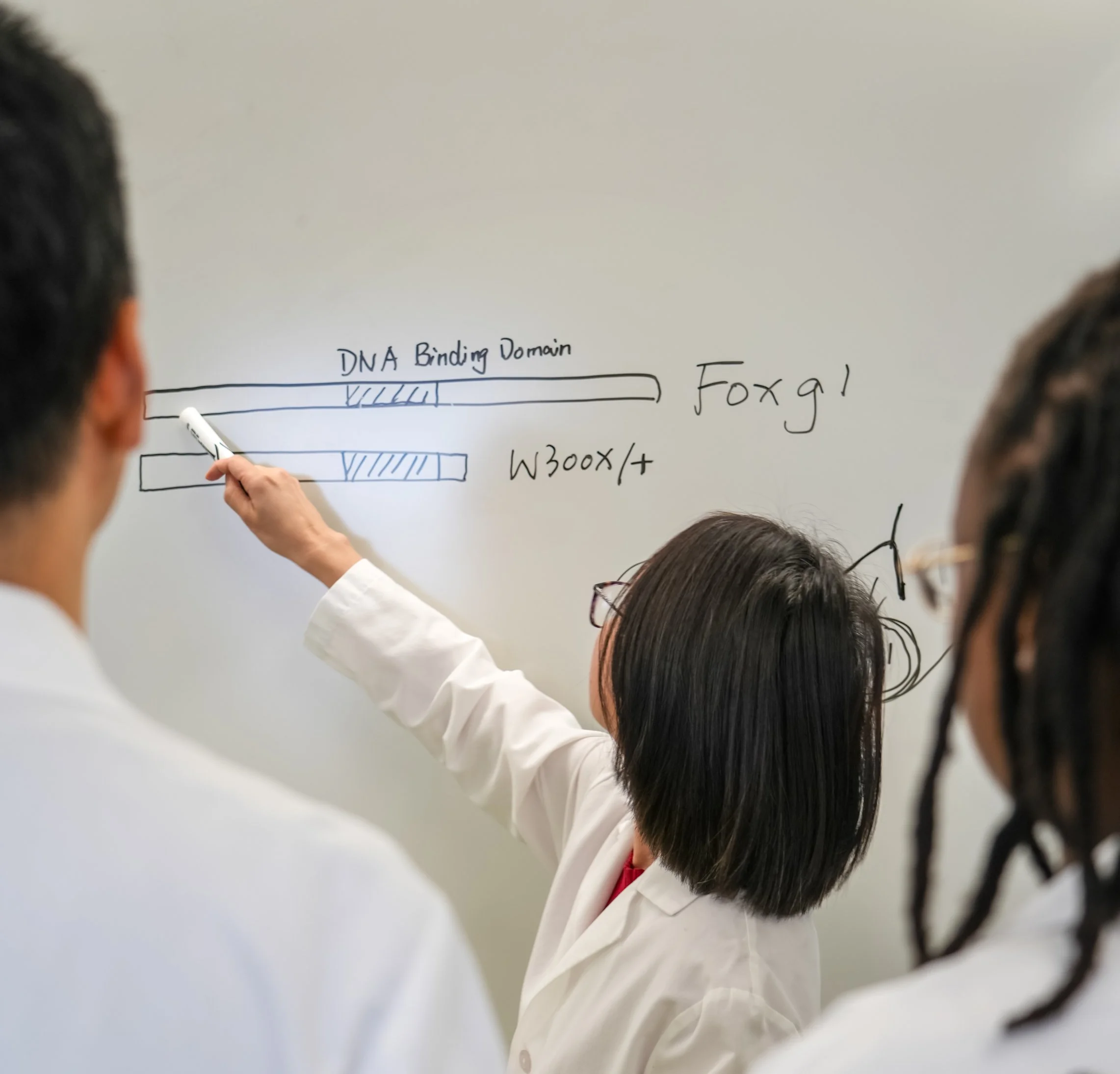 It’s One Gene. Why Does FOXG1 Have Such a Big Role in the Brain?