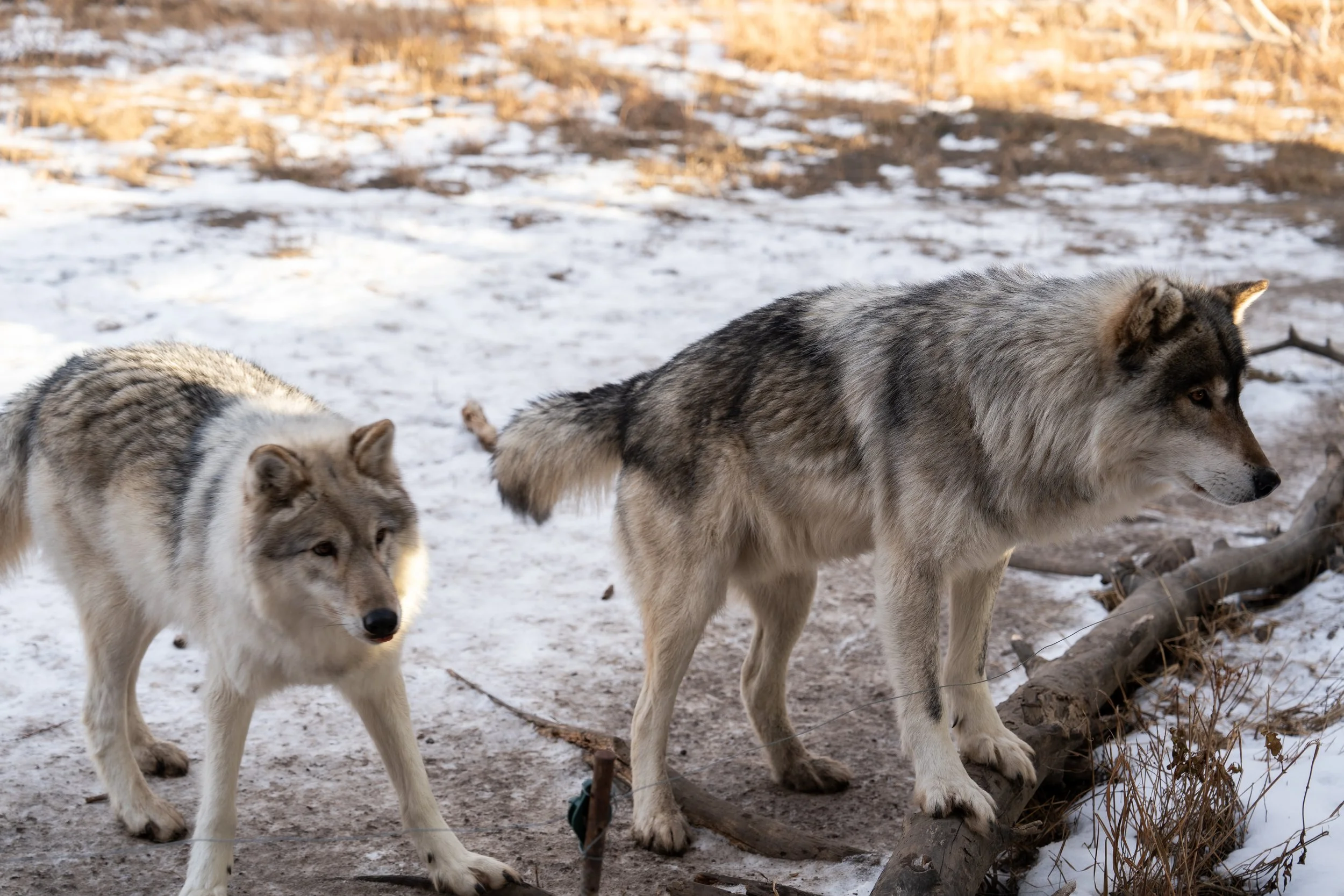 Yamnuska Wolfdog Sanctuary wolfs