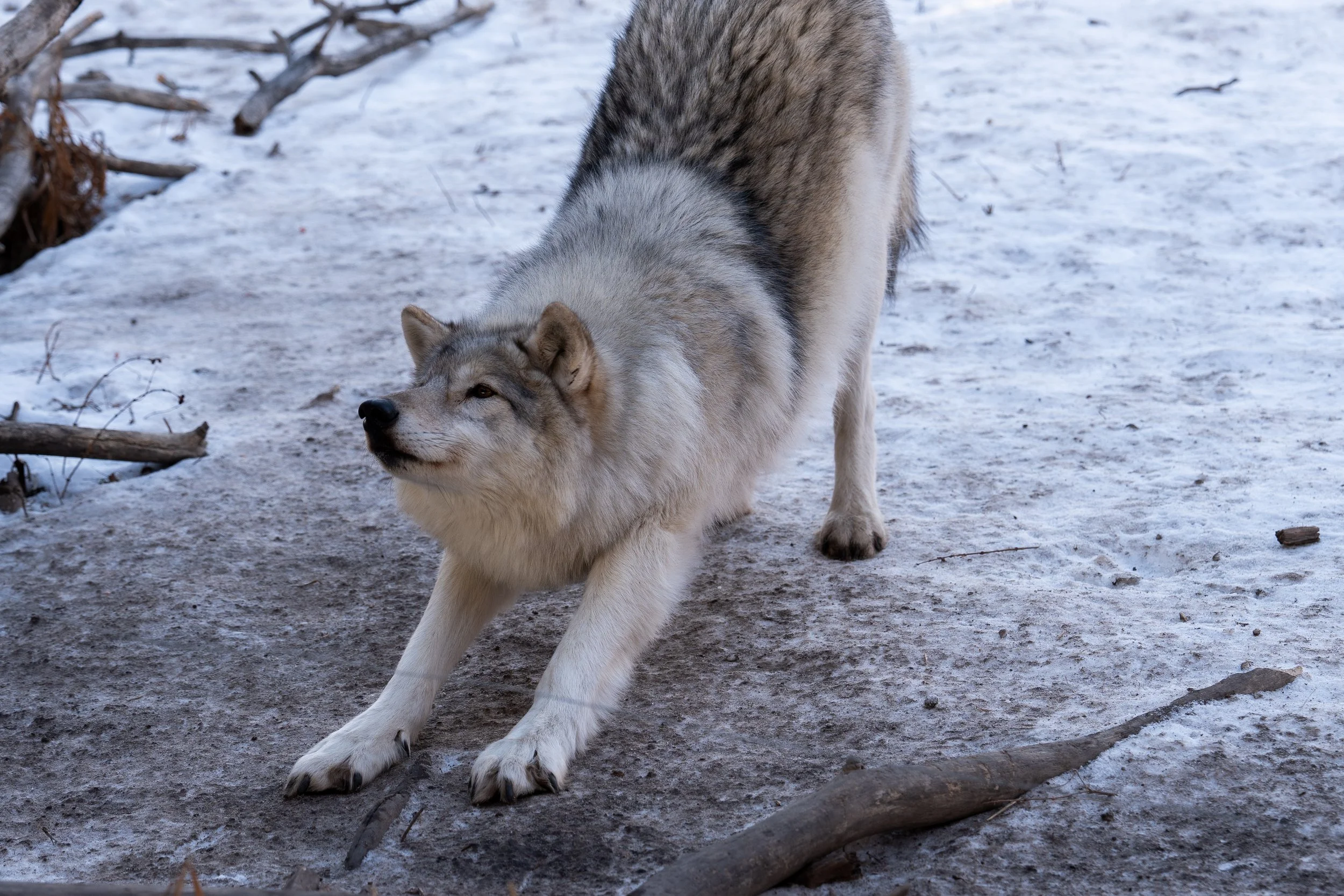 Yamnuska Wolfdog Sanctuary wolf stretching