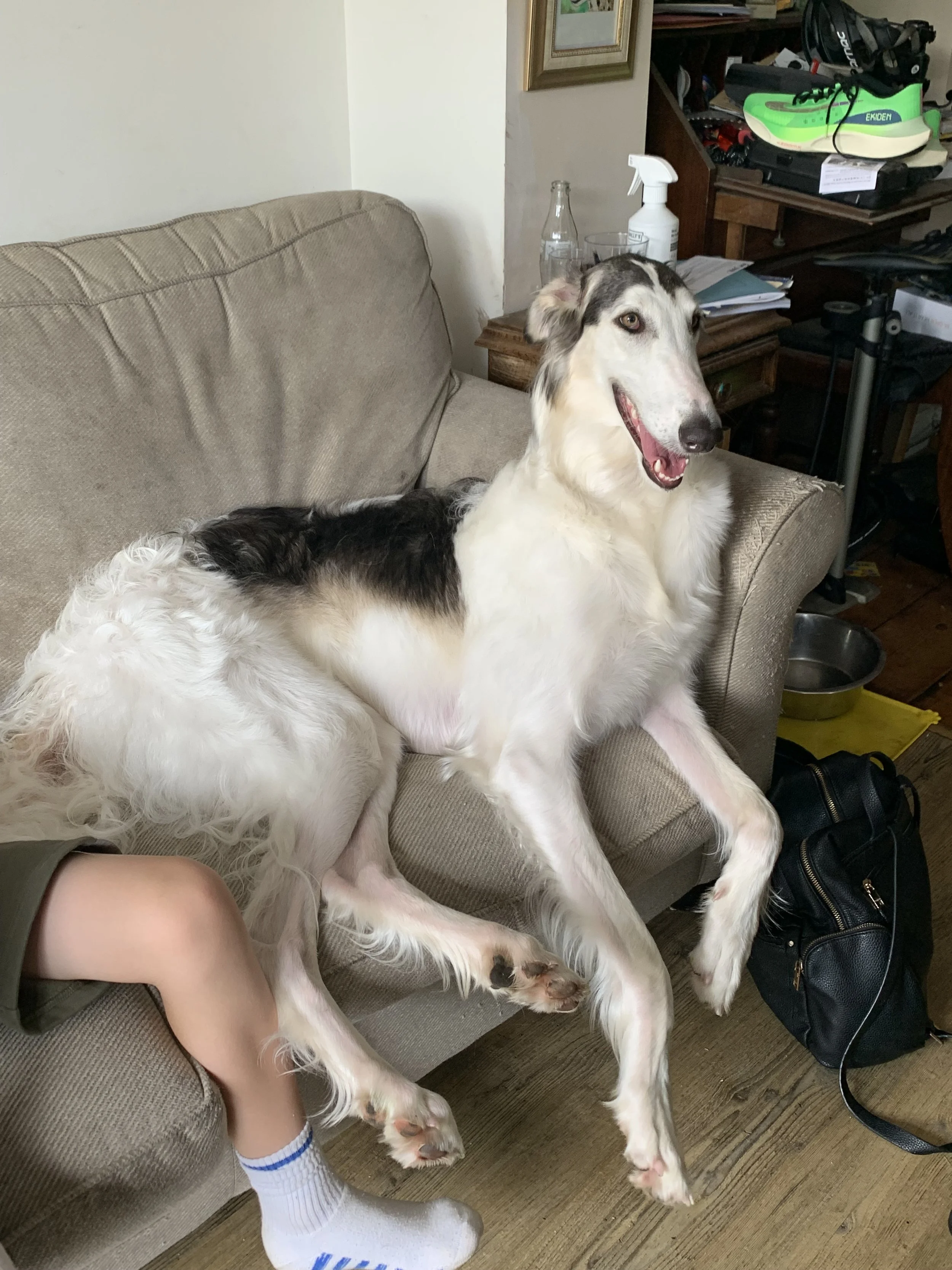 A white Borzoi, like a long-haired greyhound, lounges on a tan sofa. The Borzoi has black sable markings on her head and back, gold eyes, and is smiling.
