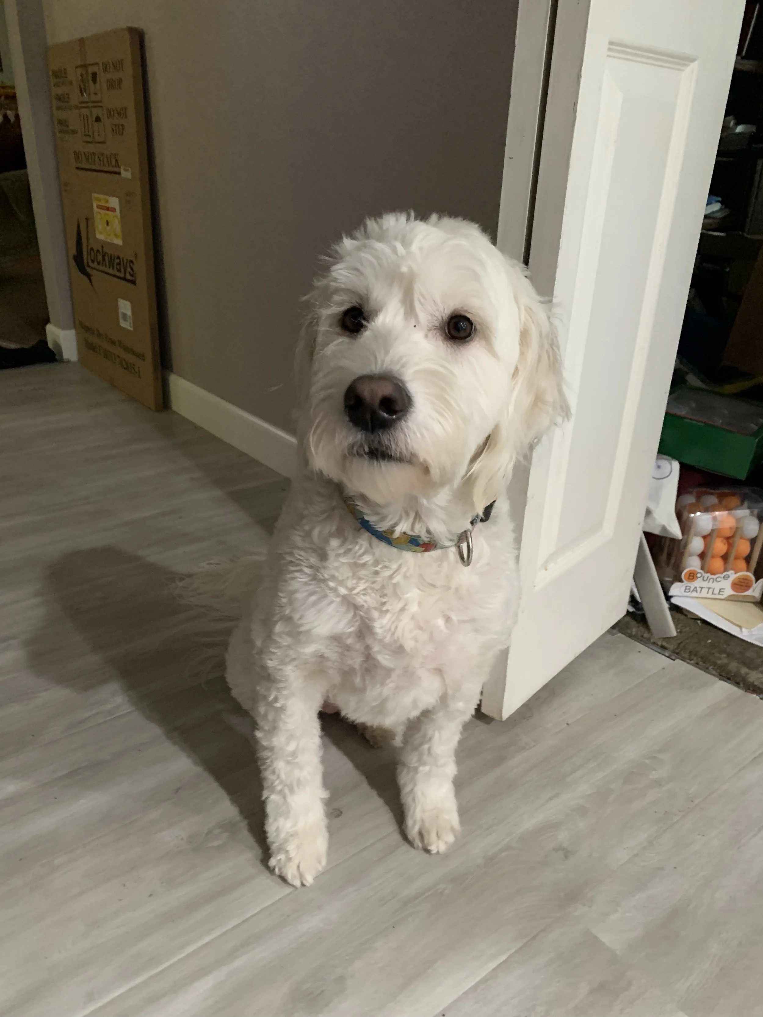 A medium sized white goldendoodle in a neat no-nonsense trim sits looking at the camera on a gray wooden floor.
