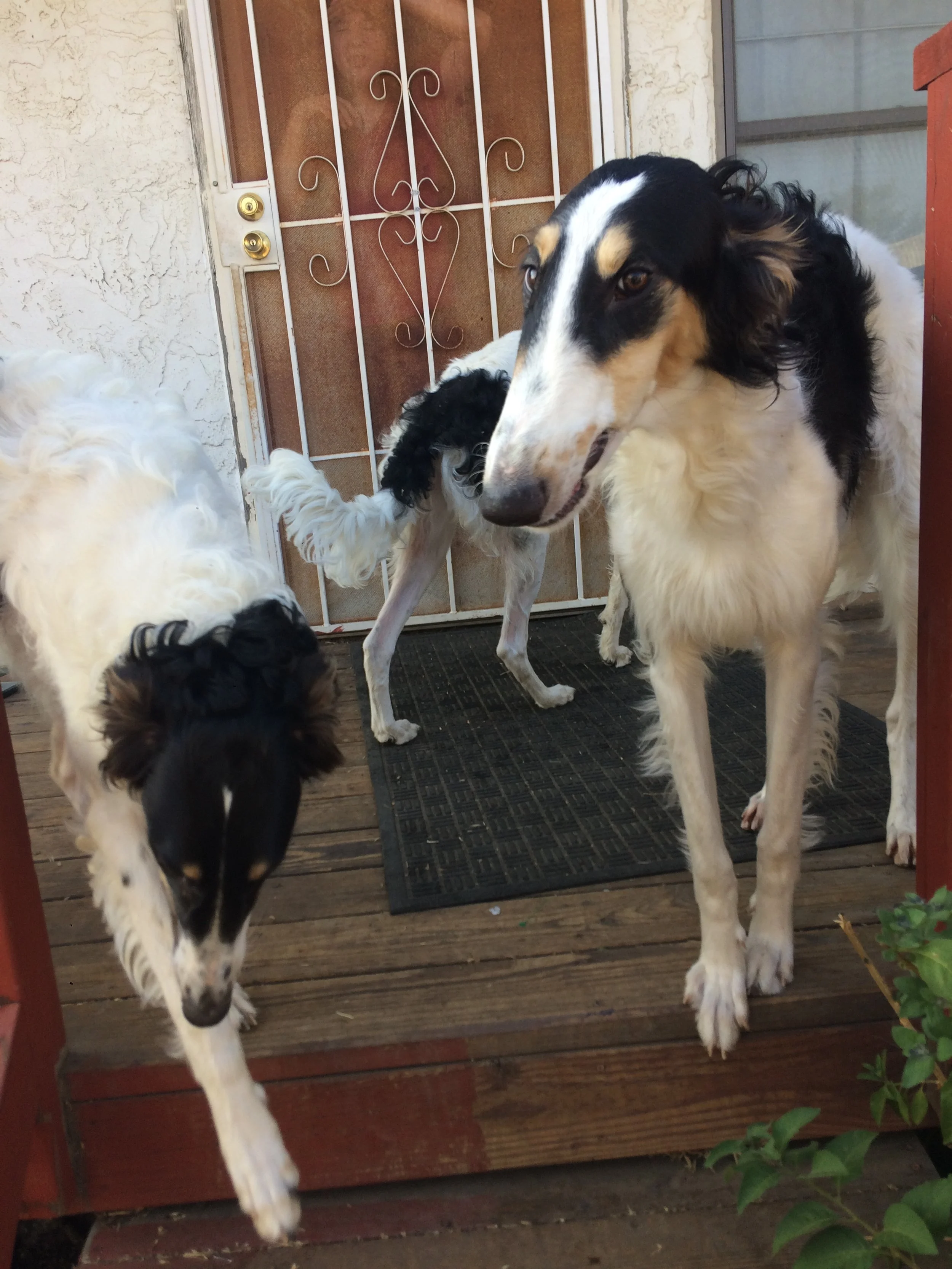Three black and white Borzoi stand on a wooden porch. One Borzoi sniffs the ground, another Borzoi is turned to the front door, and the last Borzoi with tan points faces the camera.