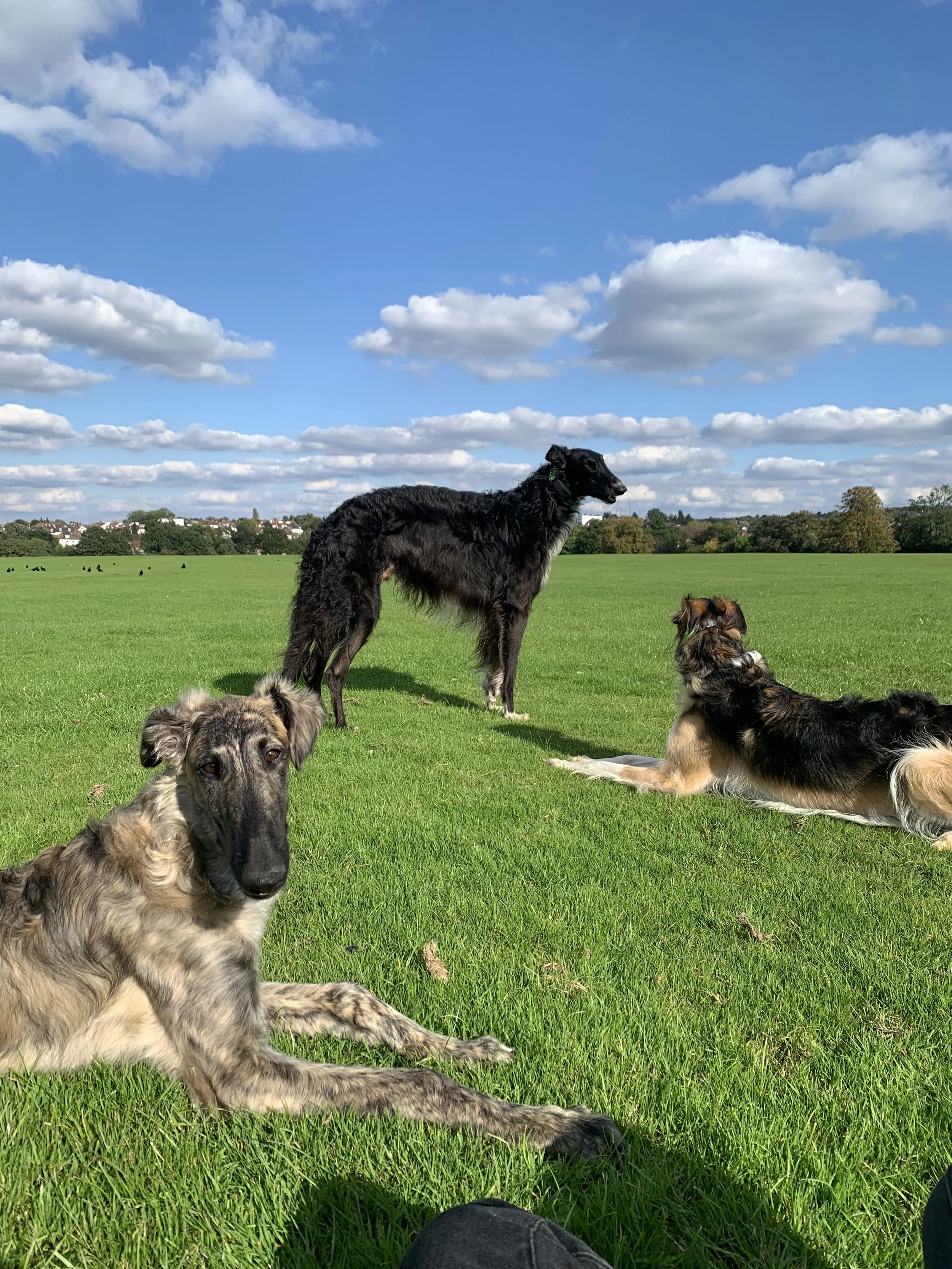 BREED-INFORMED TRAINING