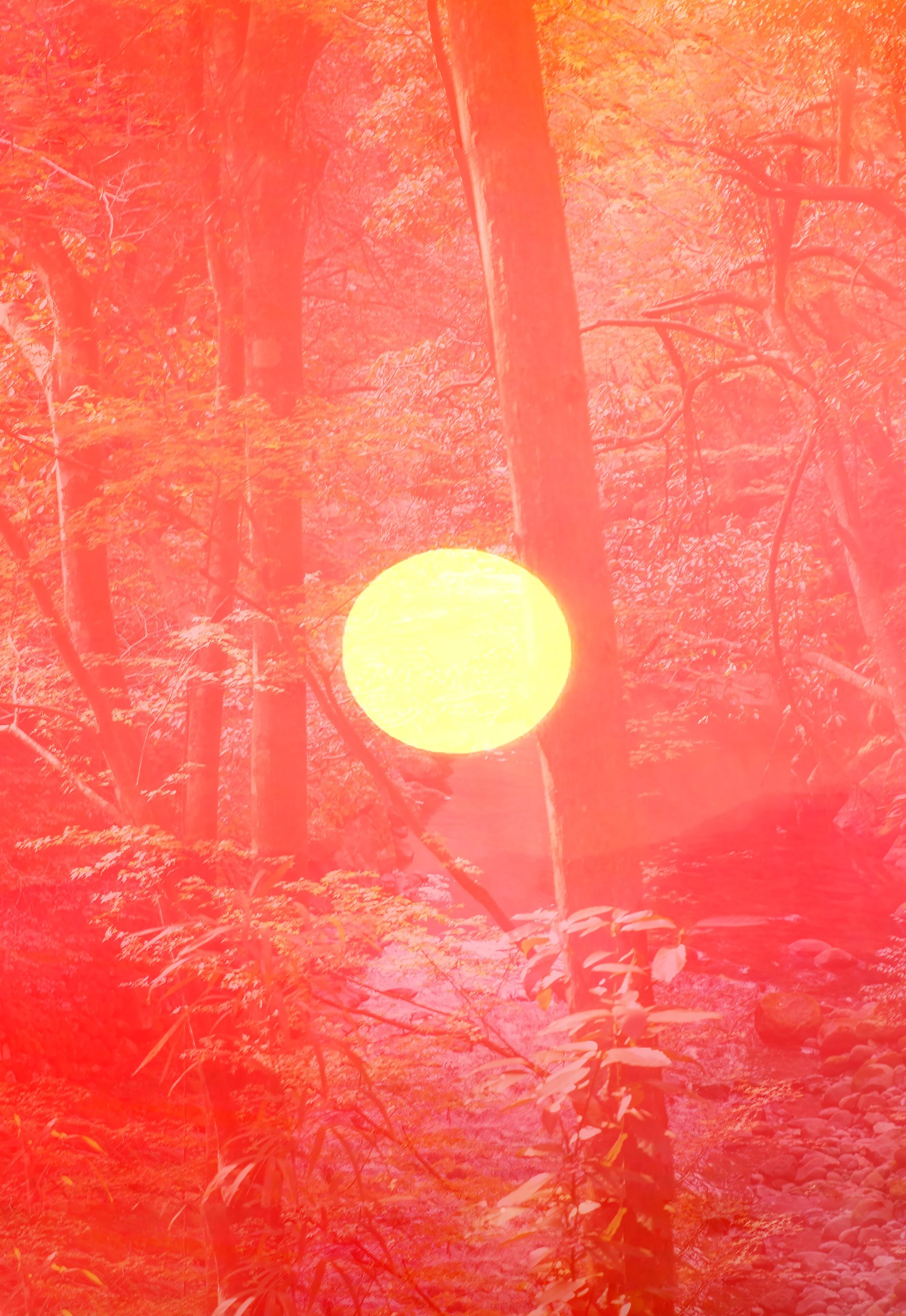 A forest scene with tall trees and dense foliage, overlaid with a red filter and a bright yellow sun in the center.