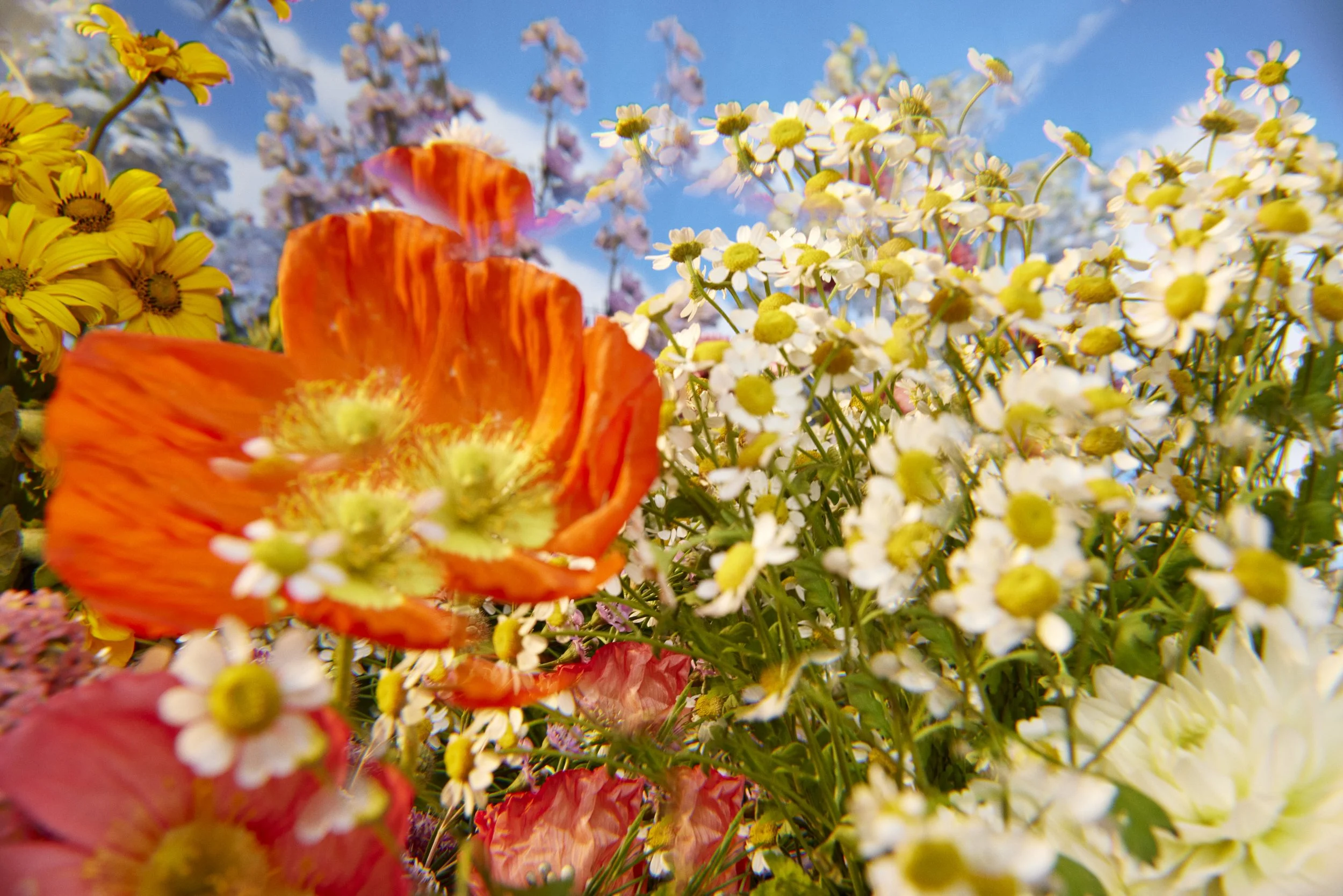 Close-up of colorful wildflowers including orange poppies, white daisies, yellow daisies, and pink and purple flowers, with a clear blue sky in the background.