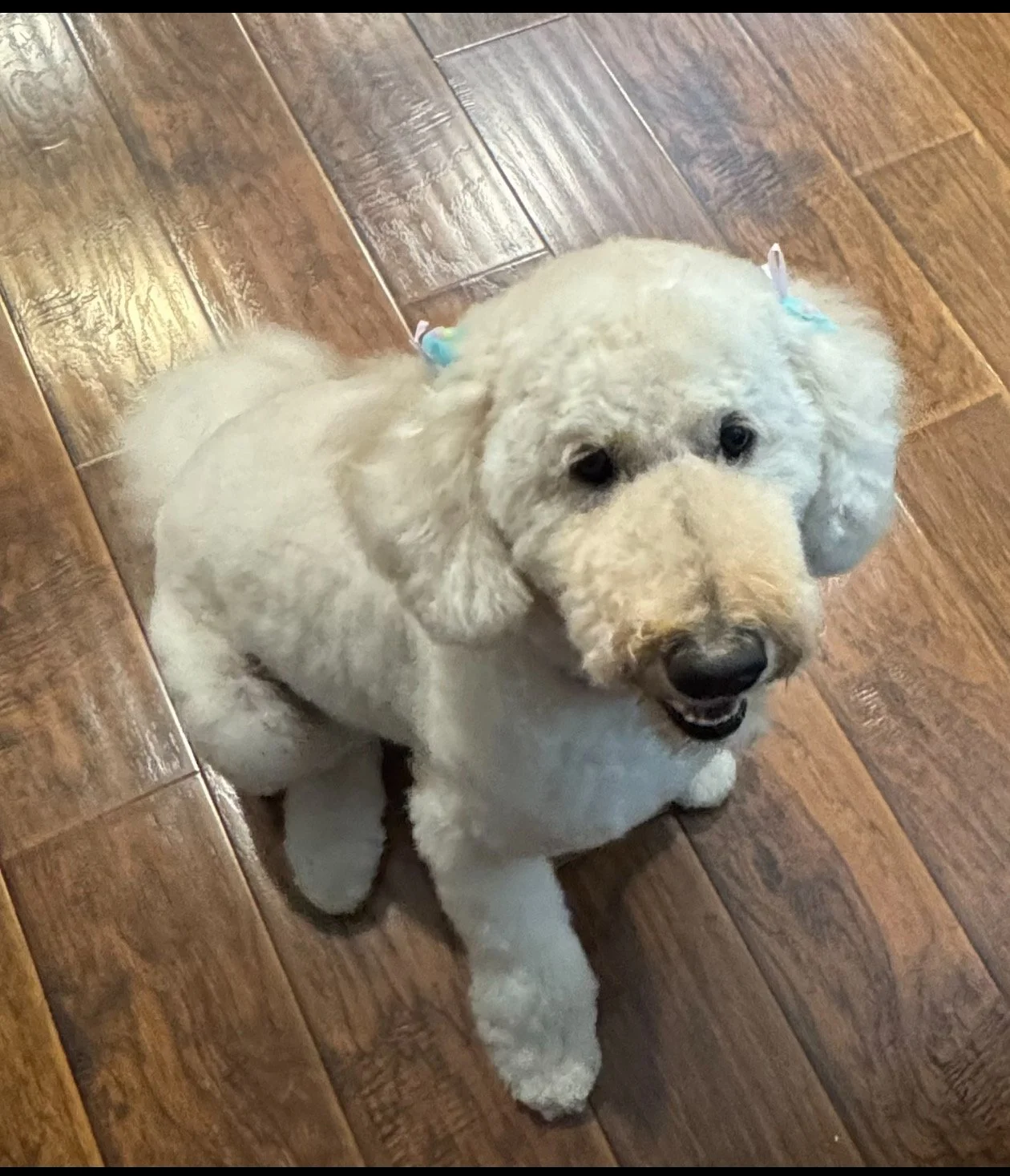 White goldendoodle wearing a green ribbon