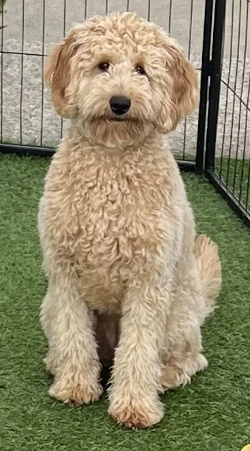 Paris is a Multi-Gen Goldendoodle, 75% Poodle & 25% Golden Retriever.  She is Peach's daughter.  She is friendly and playful and passed all her OFA and other health testing.  We will be breeding Paris for a litter of doodles in the near future.