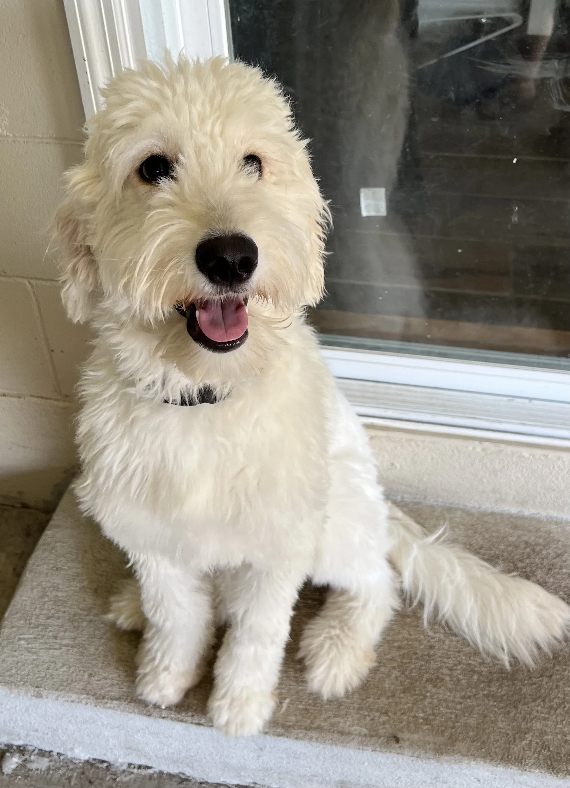 Mango is a full sized F1 Goldendoodle.  Mango will be a new breeding mama once she passes her health testing in 2025.