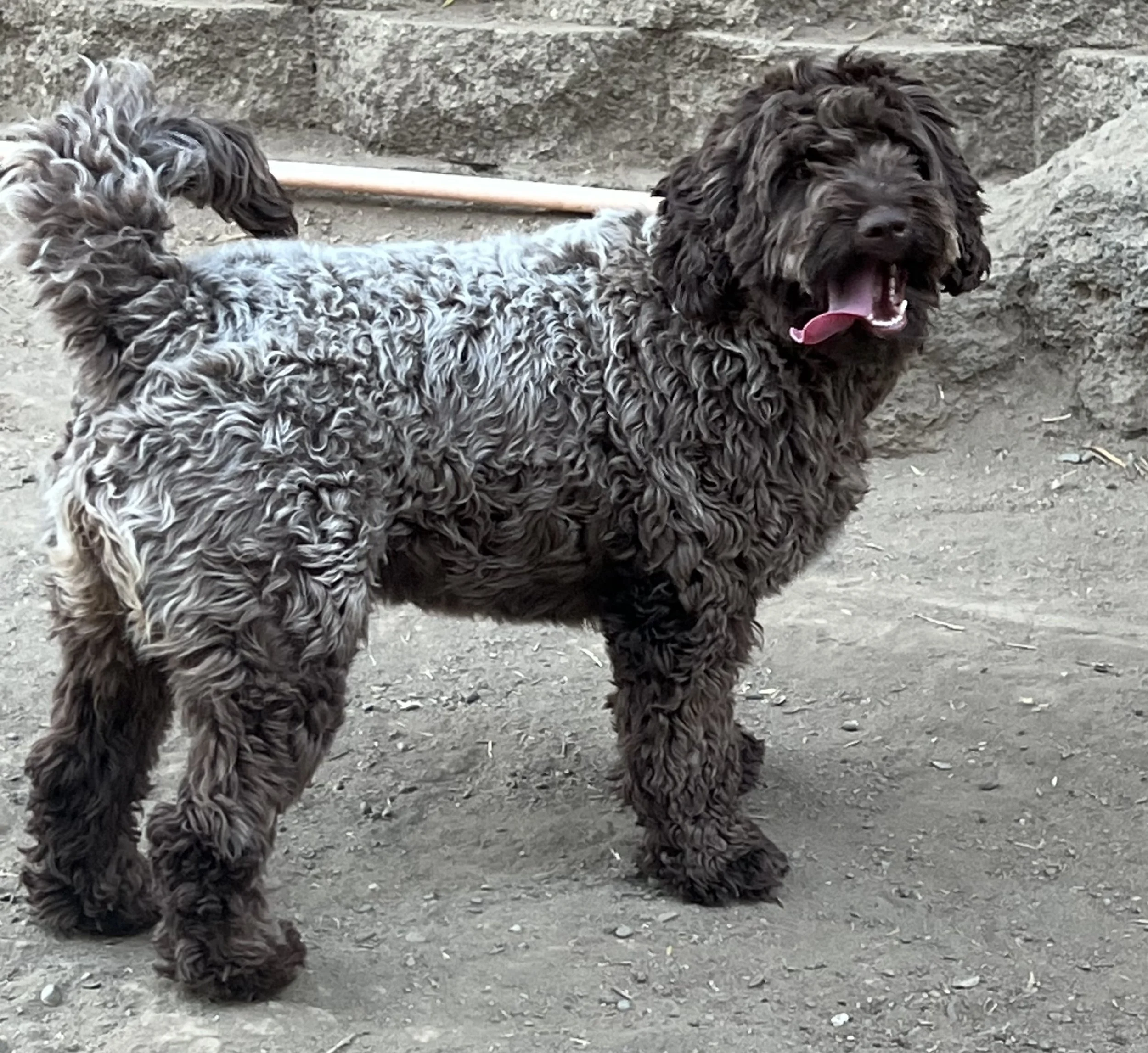 Violet is a medium sized Multi-Gen Goldendoodle.  She weighs around 35 LBS.  She is playful, friendly, and loves to play ball.  She passed all of her OFA and genetic testing.  Violet was bred earlier in 2024 with Epcot and delivered a litter of 10 he