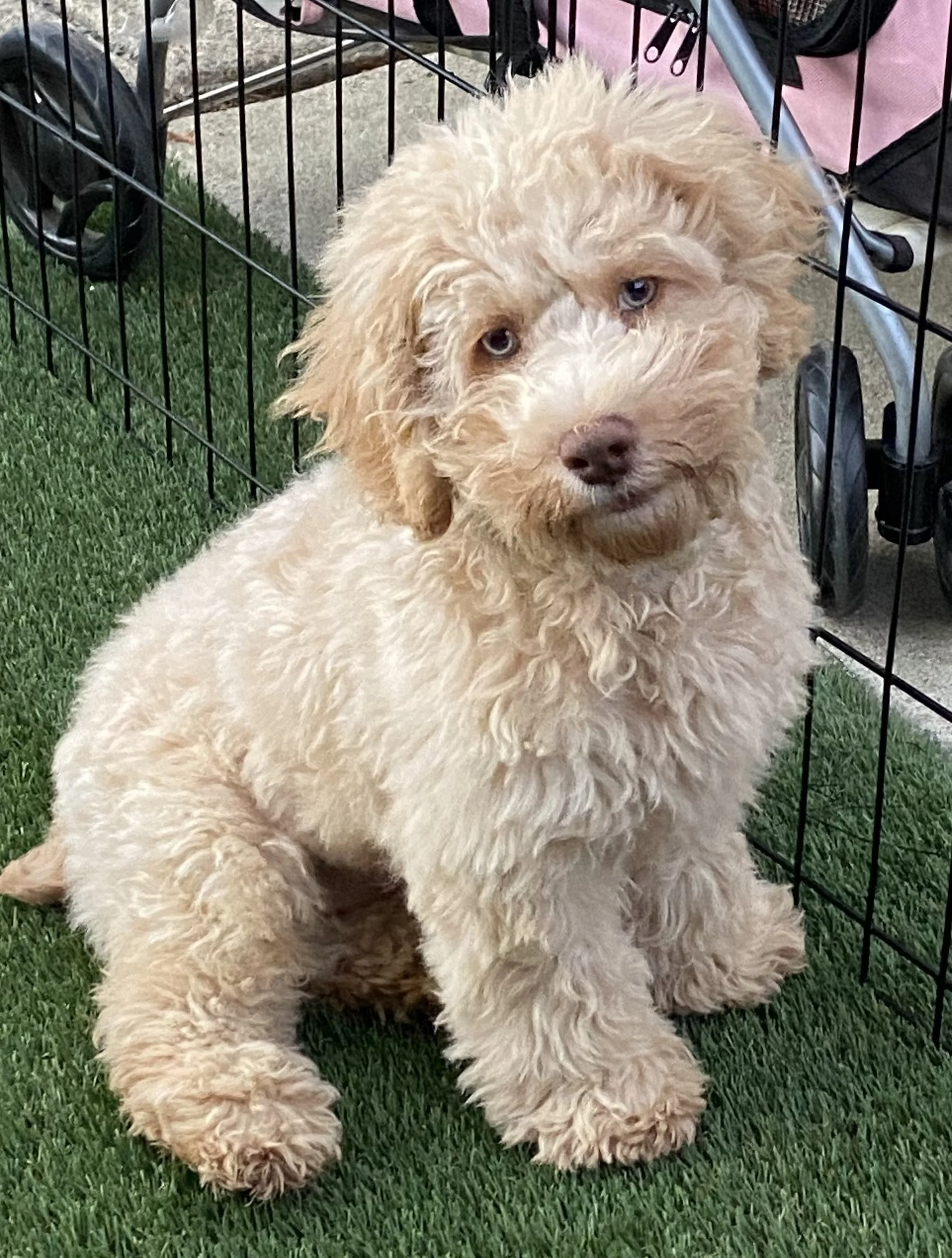 Epcot is a Cockapoo.  He weighs about 18-19 LBS and he passed all of his OFA and genetic health testing.  Epcot is very sweet, intelligent, friendly and playful.  Epcot has sired several of our recent Australian Goldendoodle litters this year.