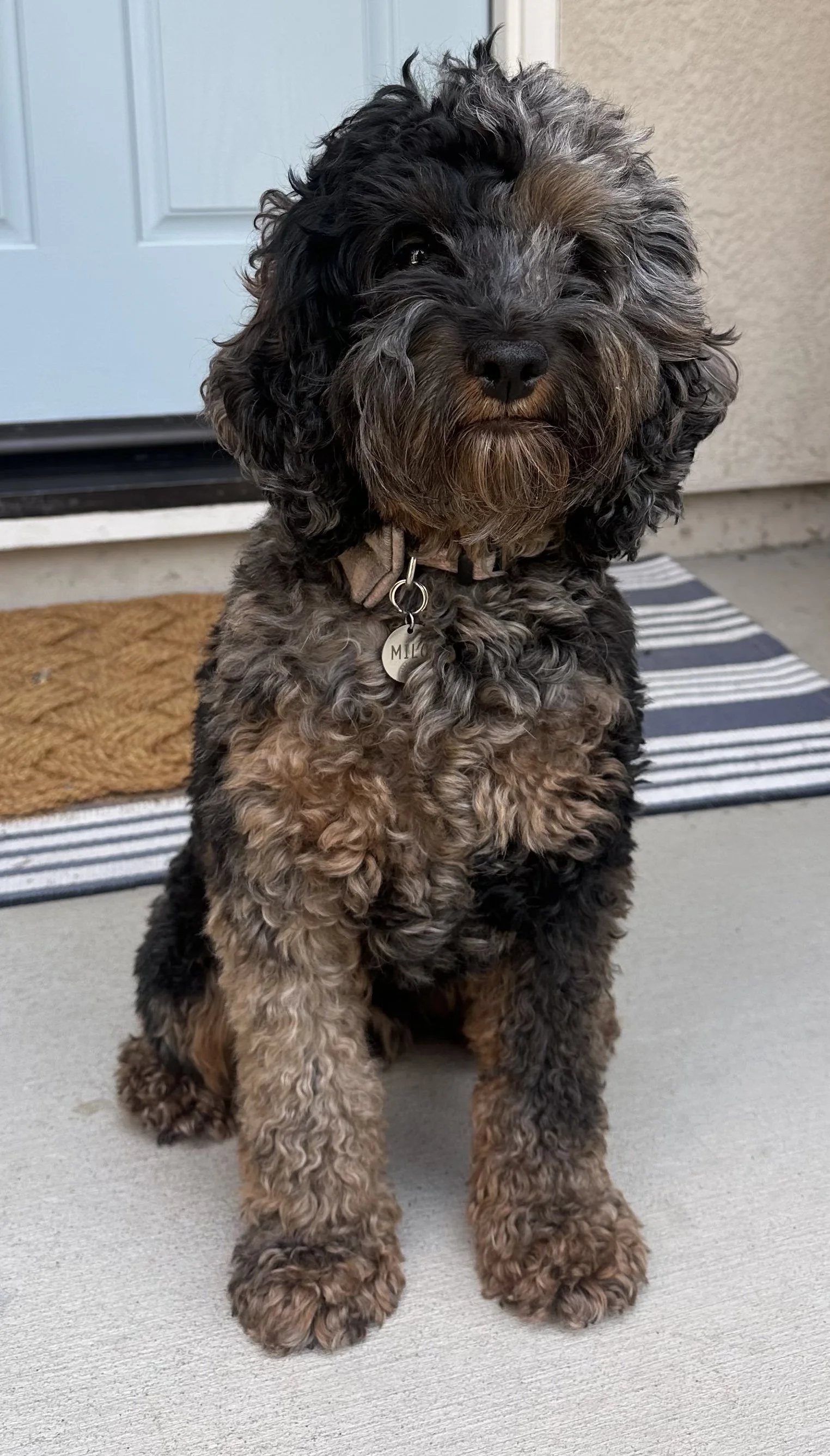 Milo is a Cockapoo.  He weighs about 20 LBS and he passed all of his OFA and genetic health testing.  Milo is affectionate and playful.  Milo sired several of our 2023 Australian Goldendoodle litters.