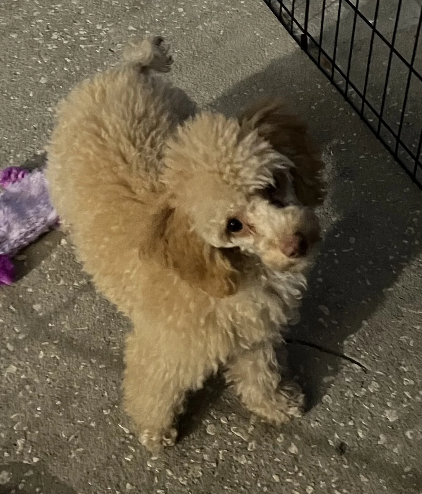 Sebastian is a pure bred AKC Poodle.  He weighs about 7 LBS and he will be a stud in our breeding program once he passes his health testing in early 2025.