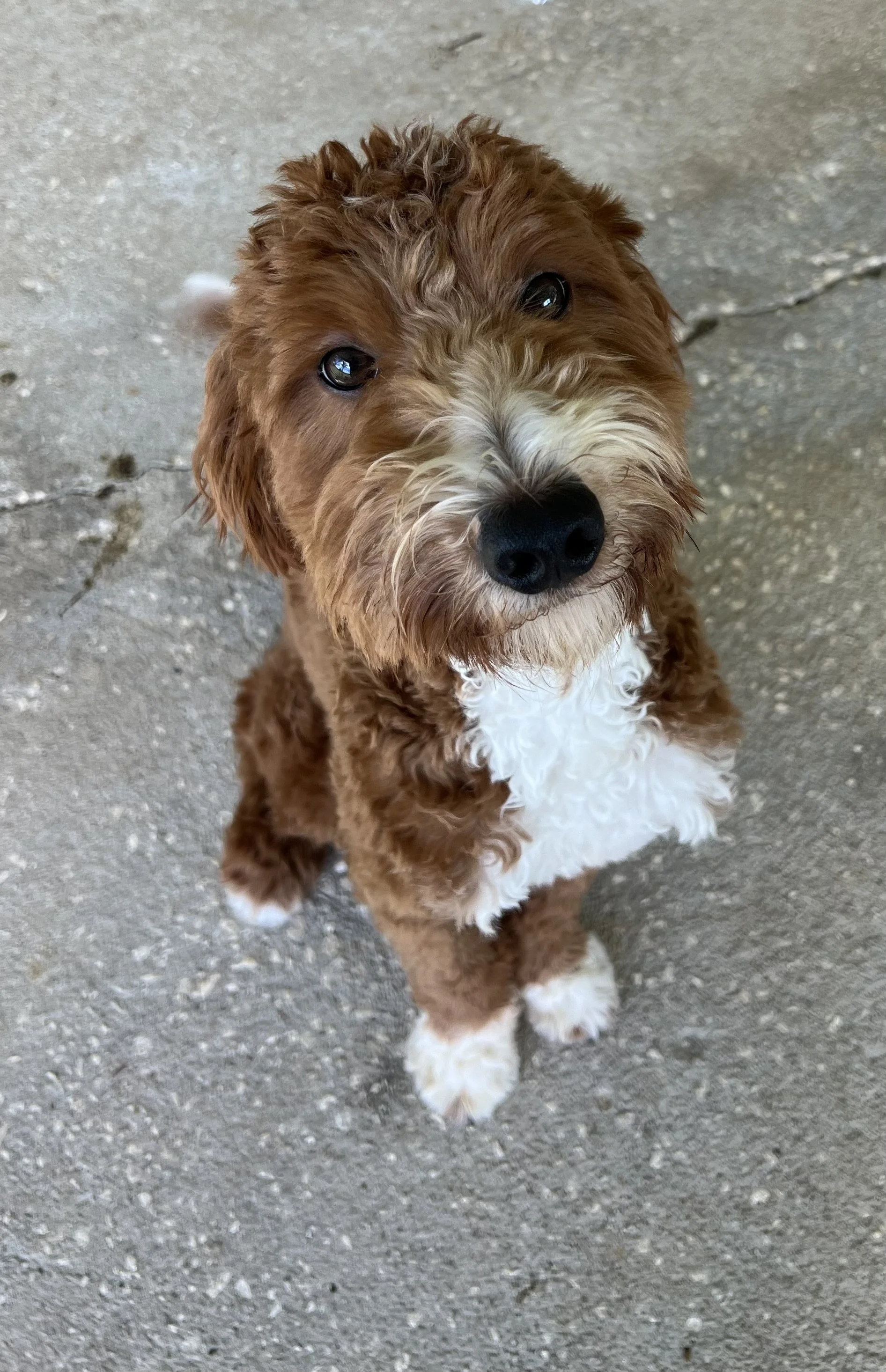 Copper is a miniature F1B Goldendoodle.  He should mature in the 20-25 LBS range.  Copper is a prospective stud and will sire litters in our breeding program once he passes his health testing in early 2025.