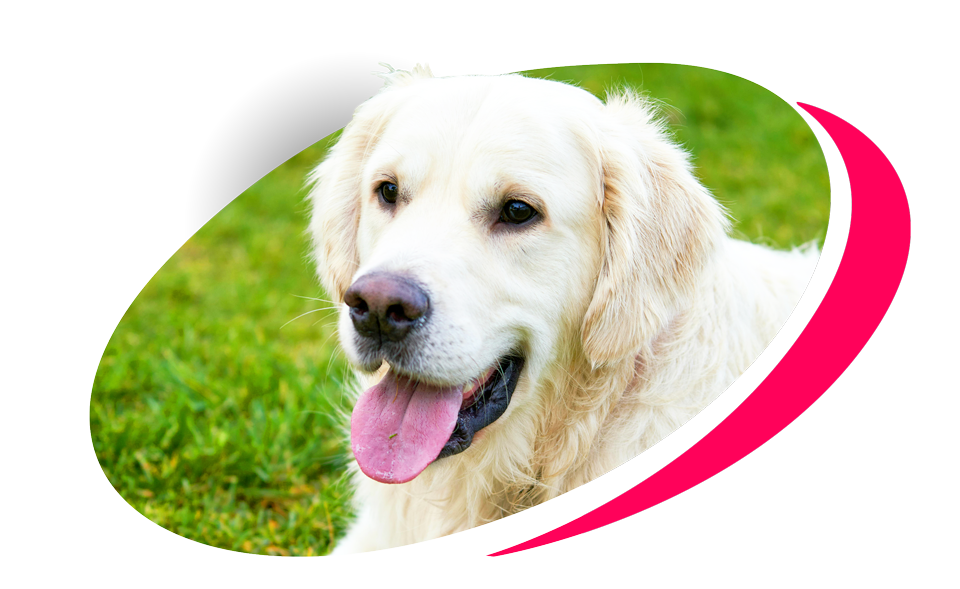 Playful Pooch Dog Daycare & Boarding