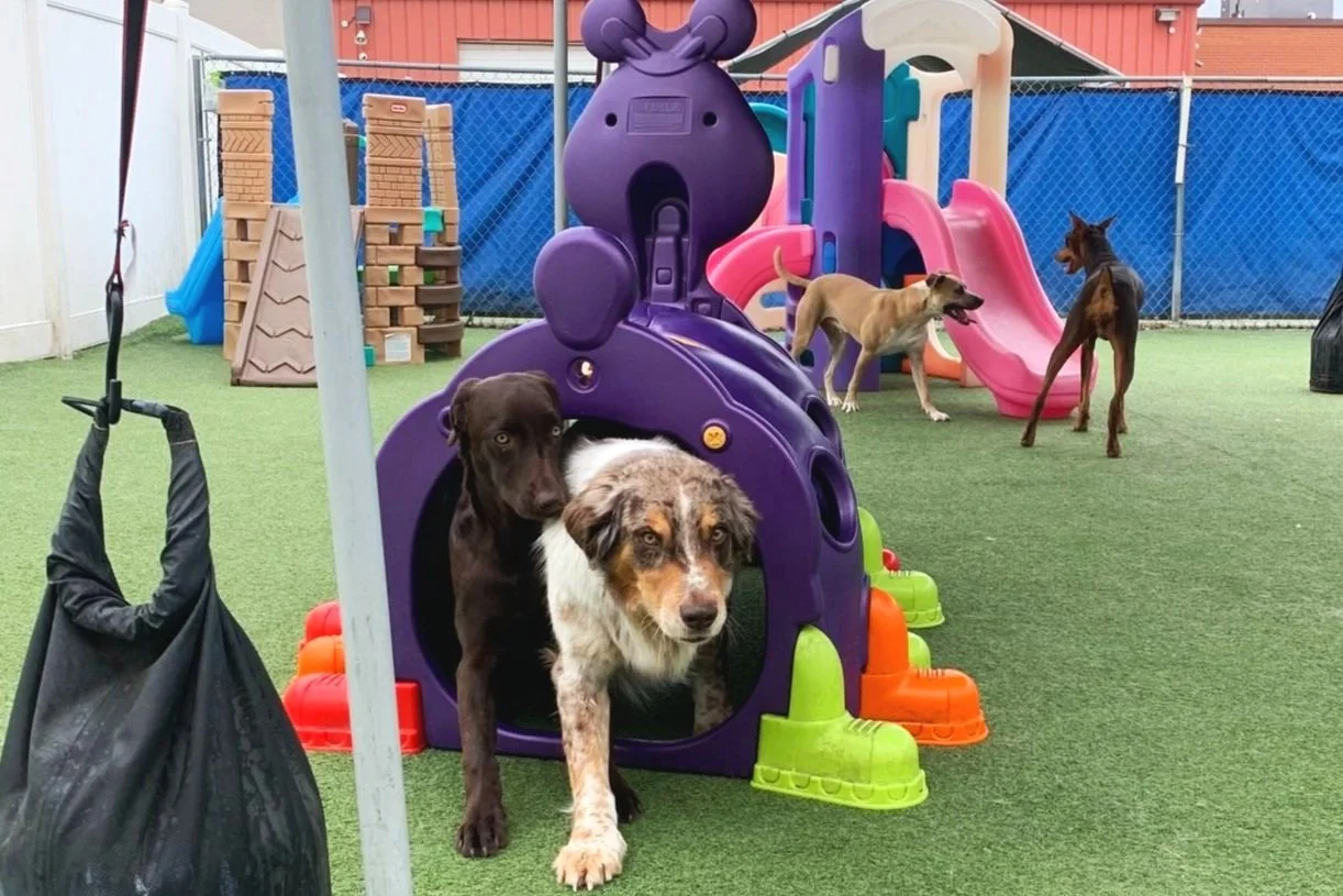 Playful Pooch Dog Daycare & Boarding
