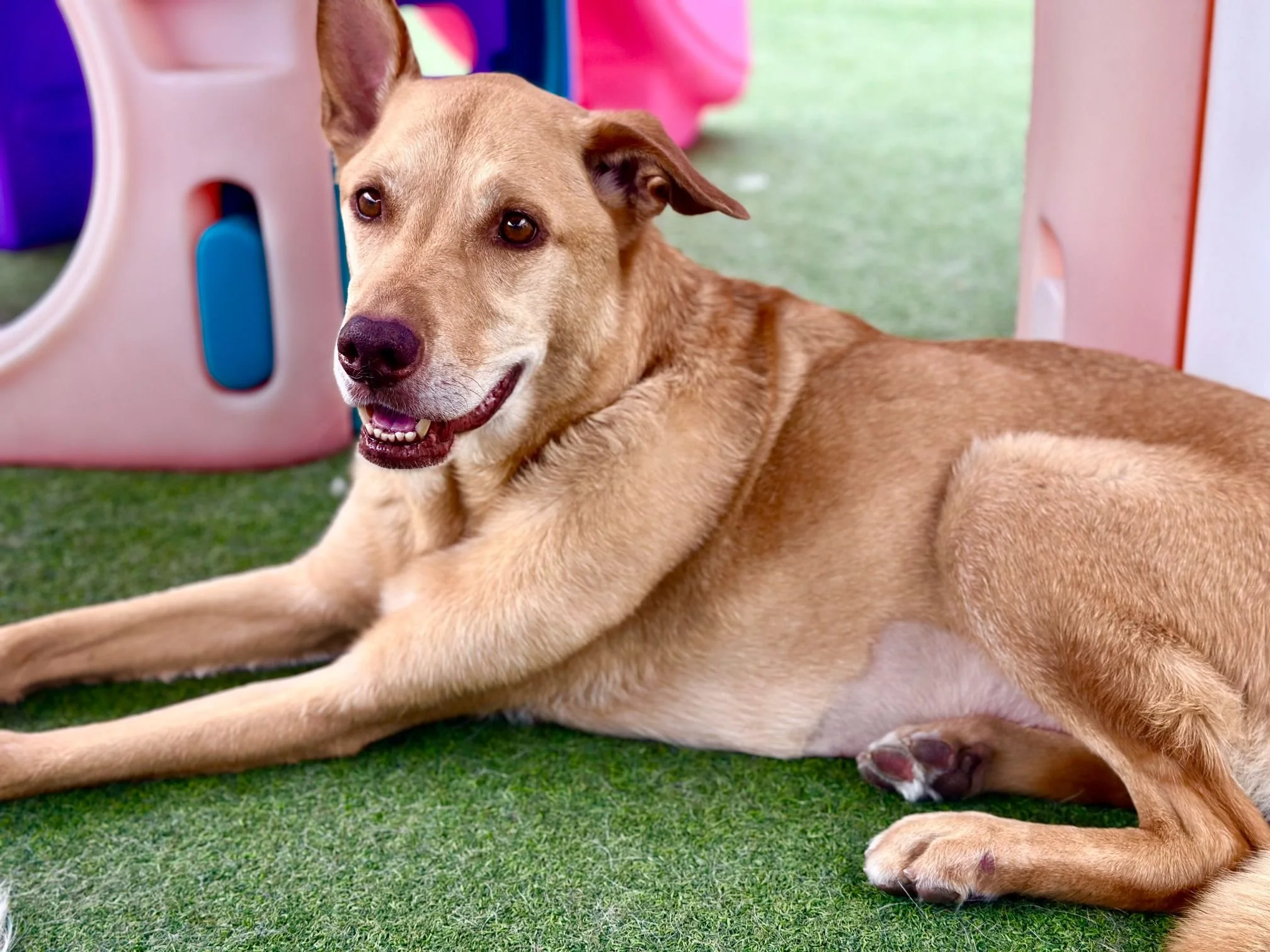 Playful Pooch Dog Daycare & Boarding