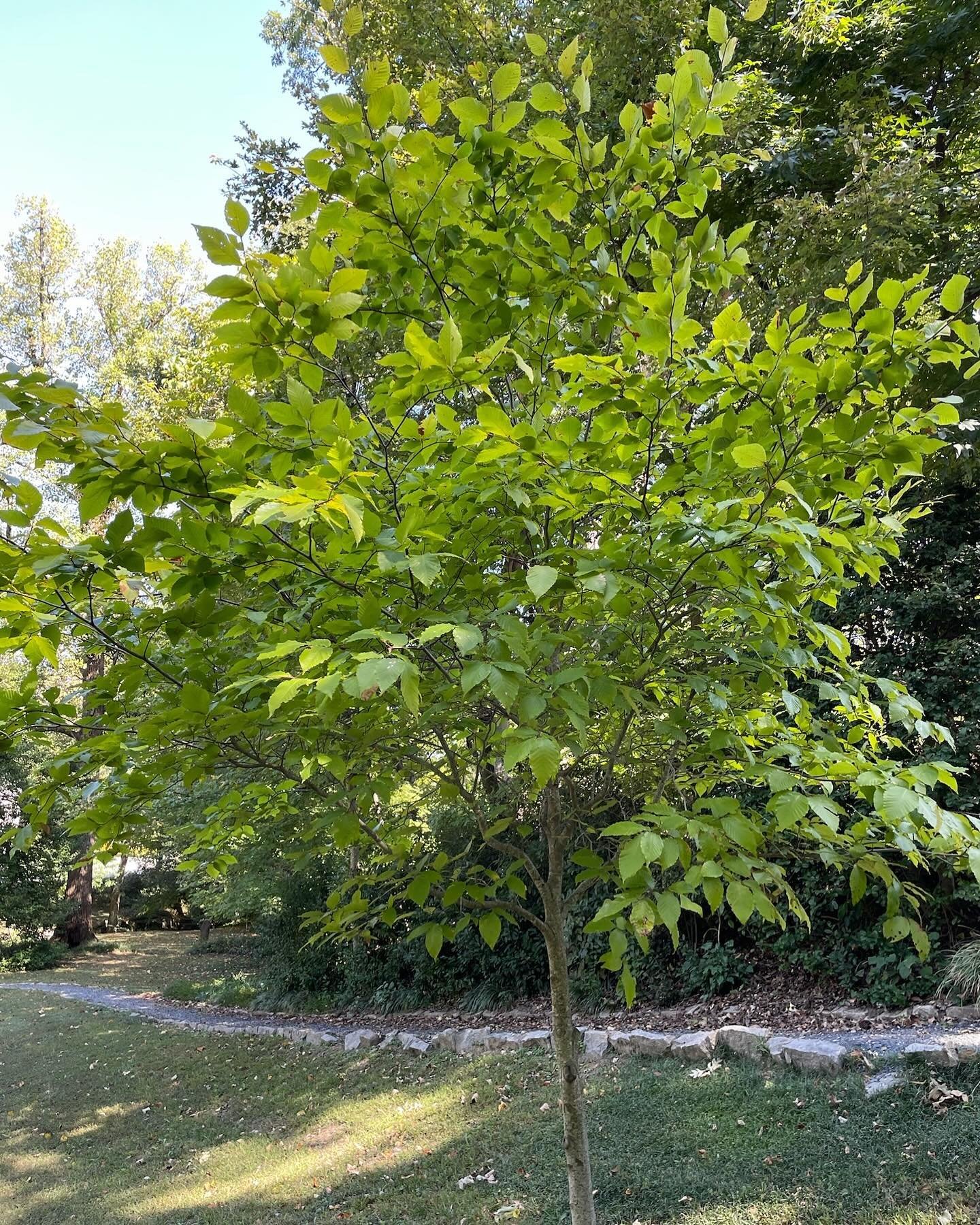 This month, we&rsquo;re diving into the incredible benefits of trees! They do so much more than just add beauty to your outdoor space; they provide shade, enhance the ecosystem, and create a vibrant community for various species 🌿✨⁠
⁠
Looking to lea