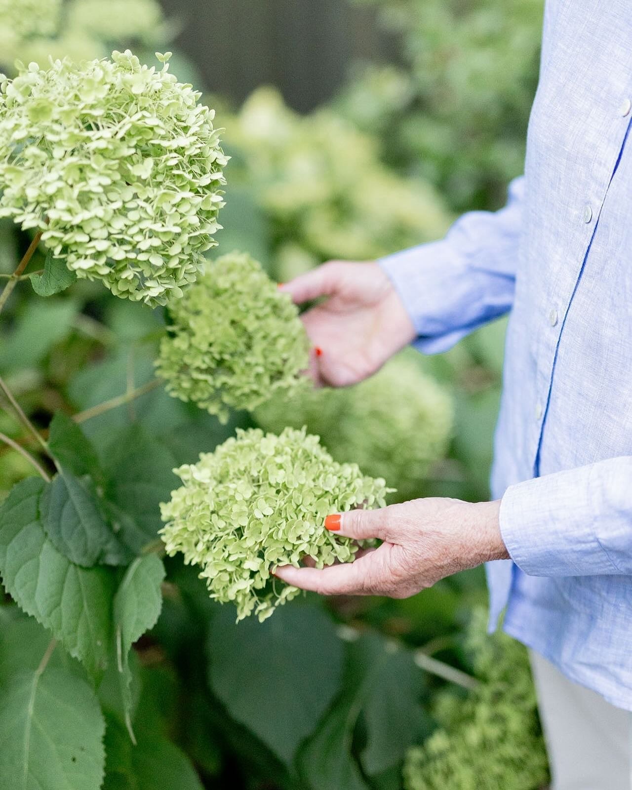 Hydrangea Heaven! 🌸 These stunning blooms bring a burst of color and charm to every garden. With their delicate petals and vibrant hues, hydrangeas are truly a gardener&rsquo;s delight.⁠
⁠
What&rsquo;s your favorite hydrangea color?⁠
⁠
#GardenstoLov