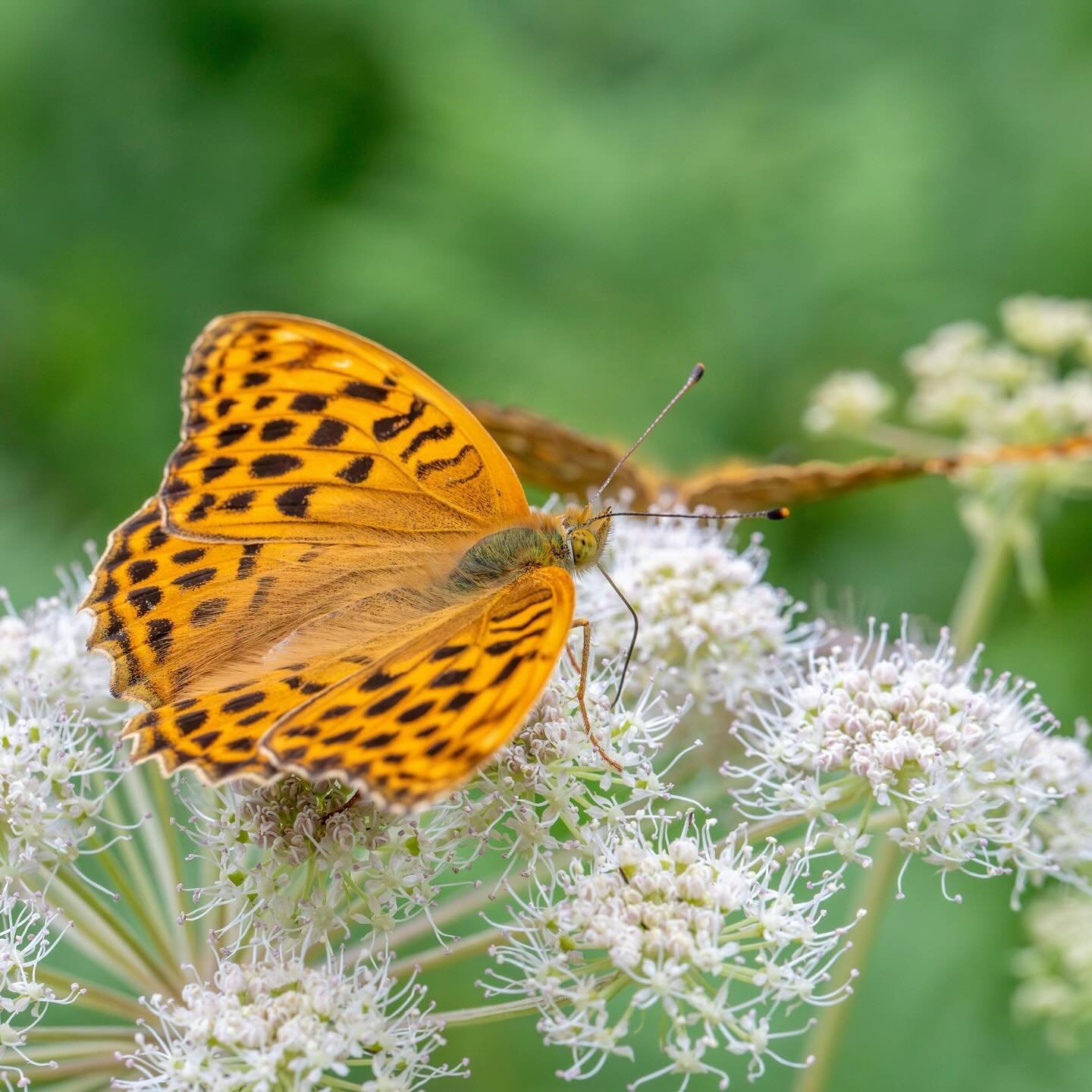 Butterflies bring gardens to life 🦋🌼 They&rsquo;re just one of the many reasons to include pollen-producing plants in your landscape. ⁠
⁠
⁠#GardenstoLove⁠ #FineGardening