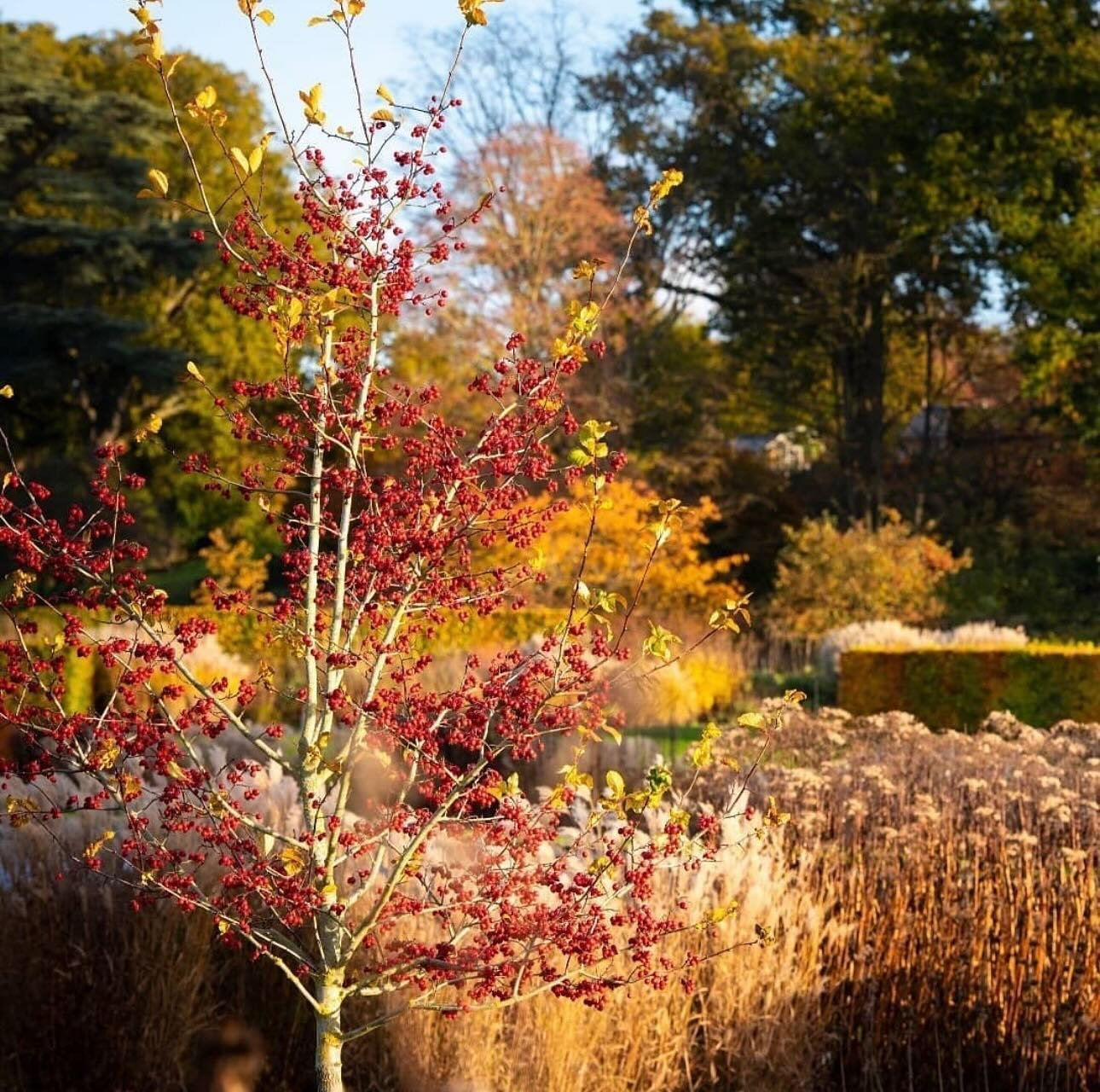 Meet the stunning Crataegus Prunifolia 🌳 This beautiful tree not only adds a unique charm to your garden with its vibrant blooms and striking foliage, but it&rsquo;s also a fantastic choice for attracting wildlife and providing shade. A perfect addi