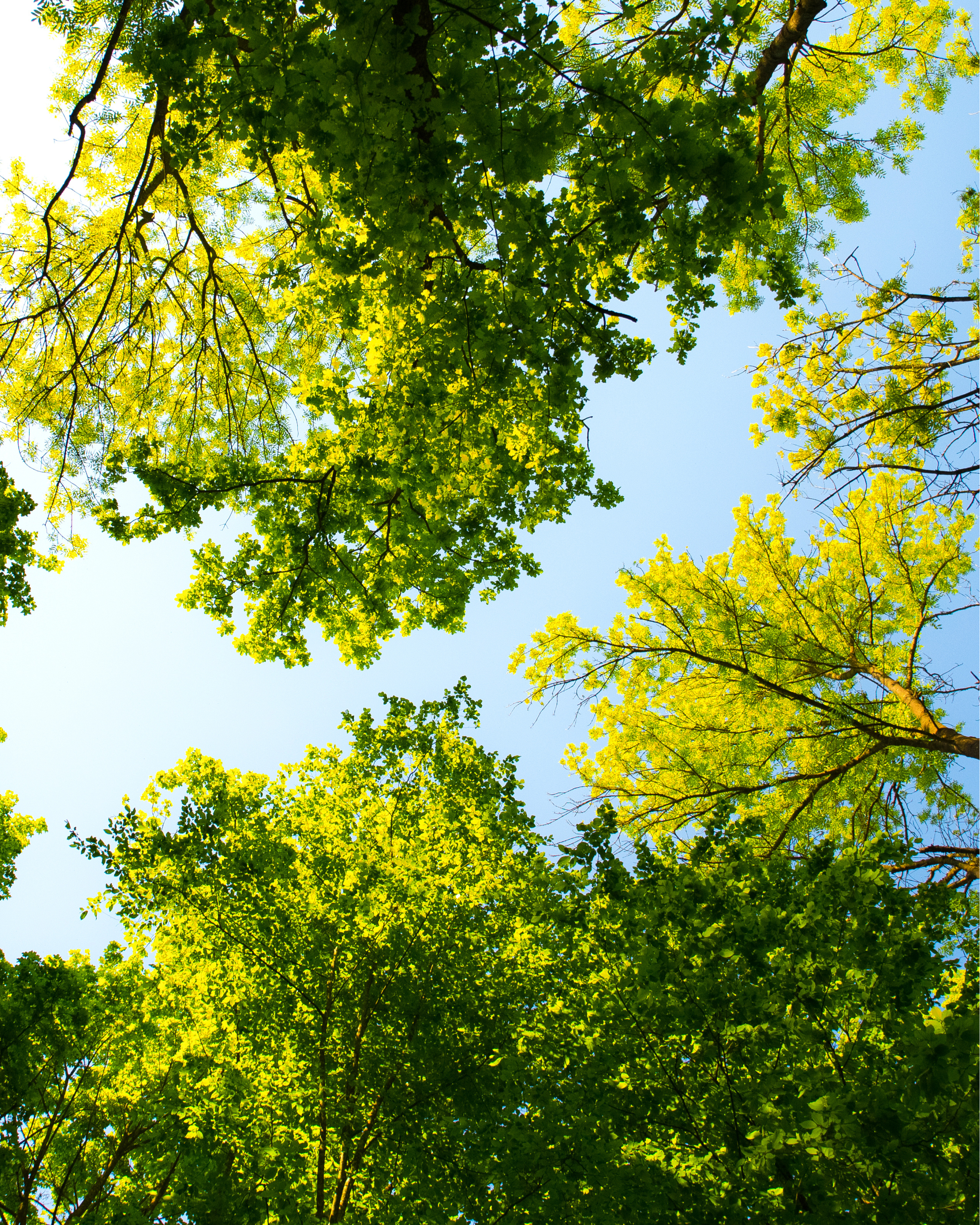 Plant a Tree: Investing in Atlanta's Next Generation of Shade
