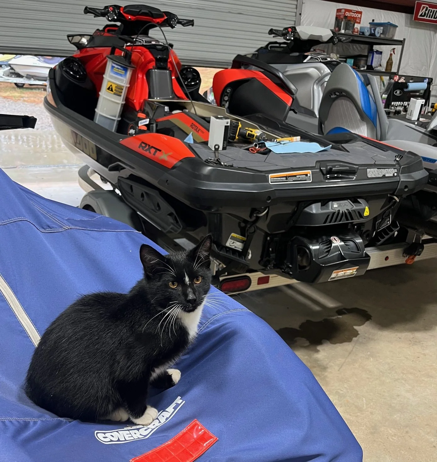 A black and white cat sitting on a blue cover with the word 'Covercraft' printed on it, in front of a garage with a red and black jet ski and a gray/blue and black jet ski on a trailer oil change service sea doo